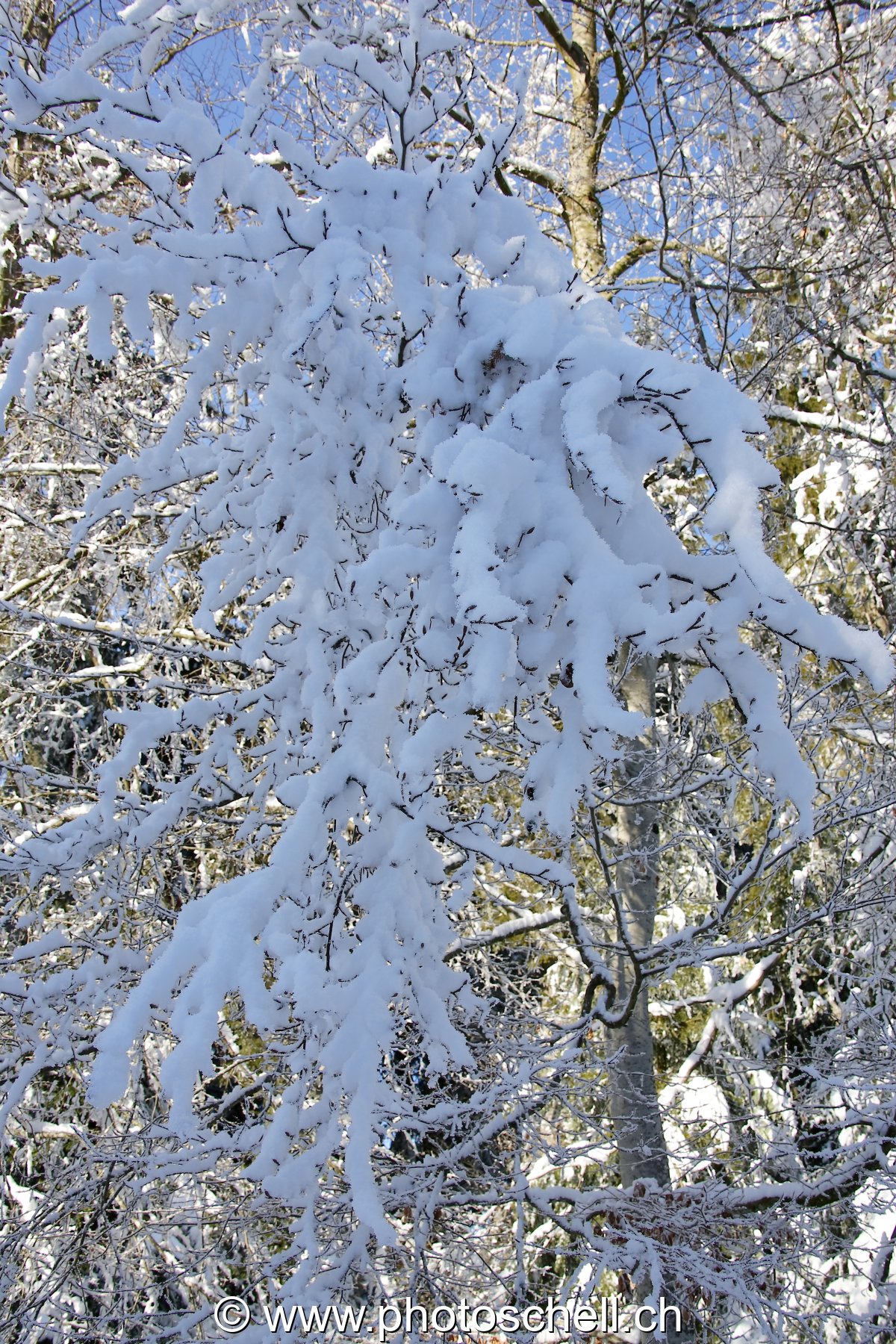Neige givrée sur les branches