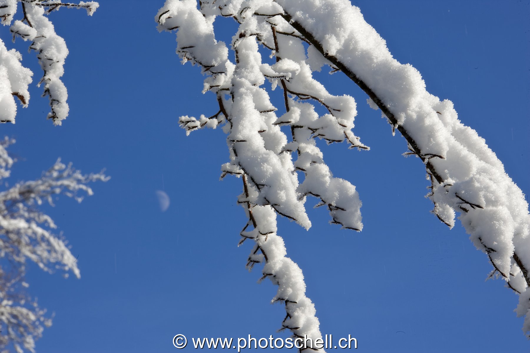 Neige dans les branches et demi-lune