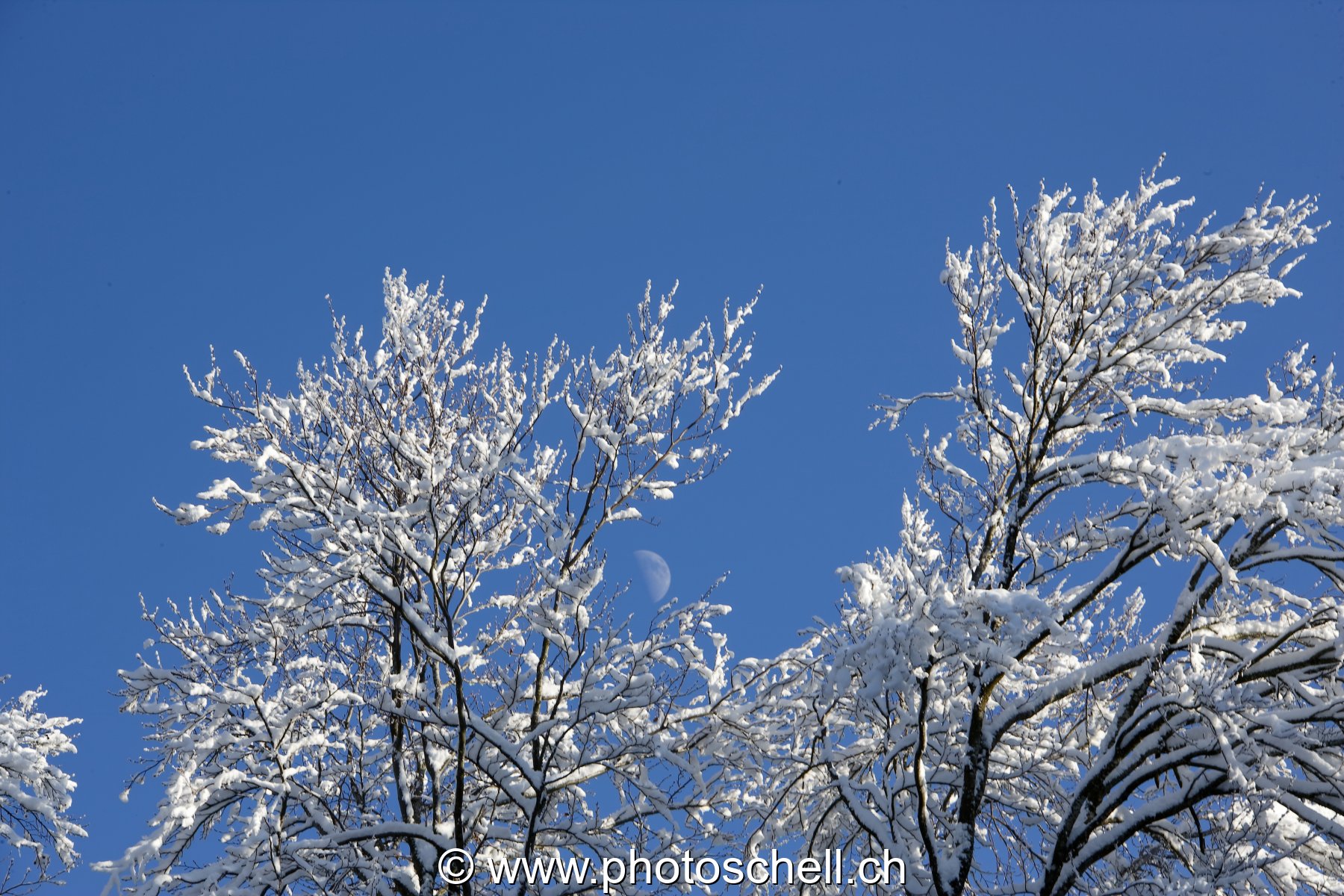 Neige dans les branches et demi-lune