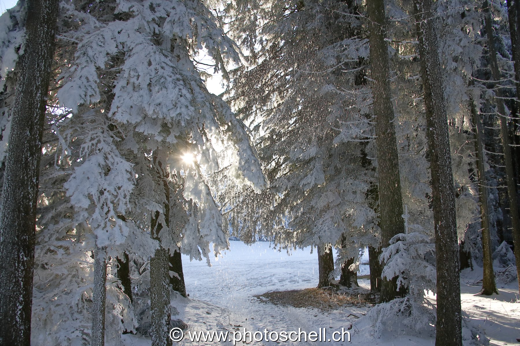 Chemin arboré et enneigé