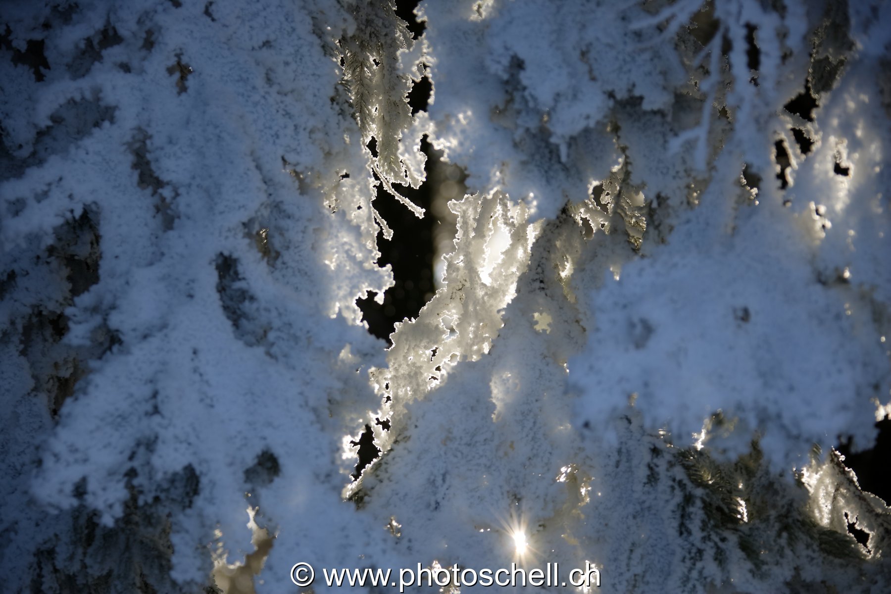 Soleil filtrant dans les branches givrées