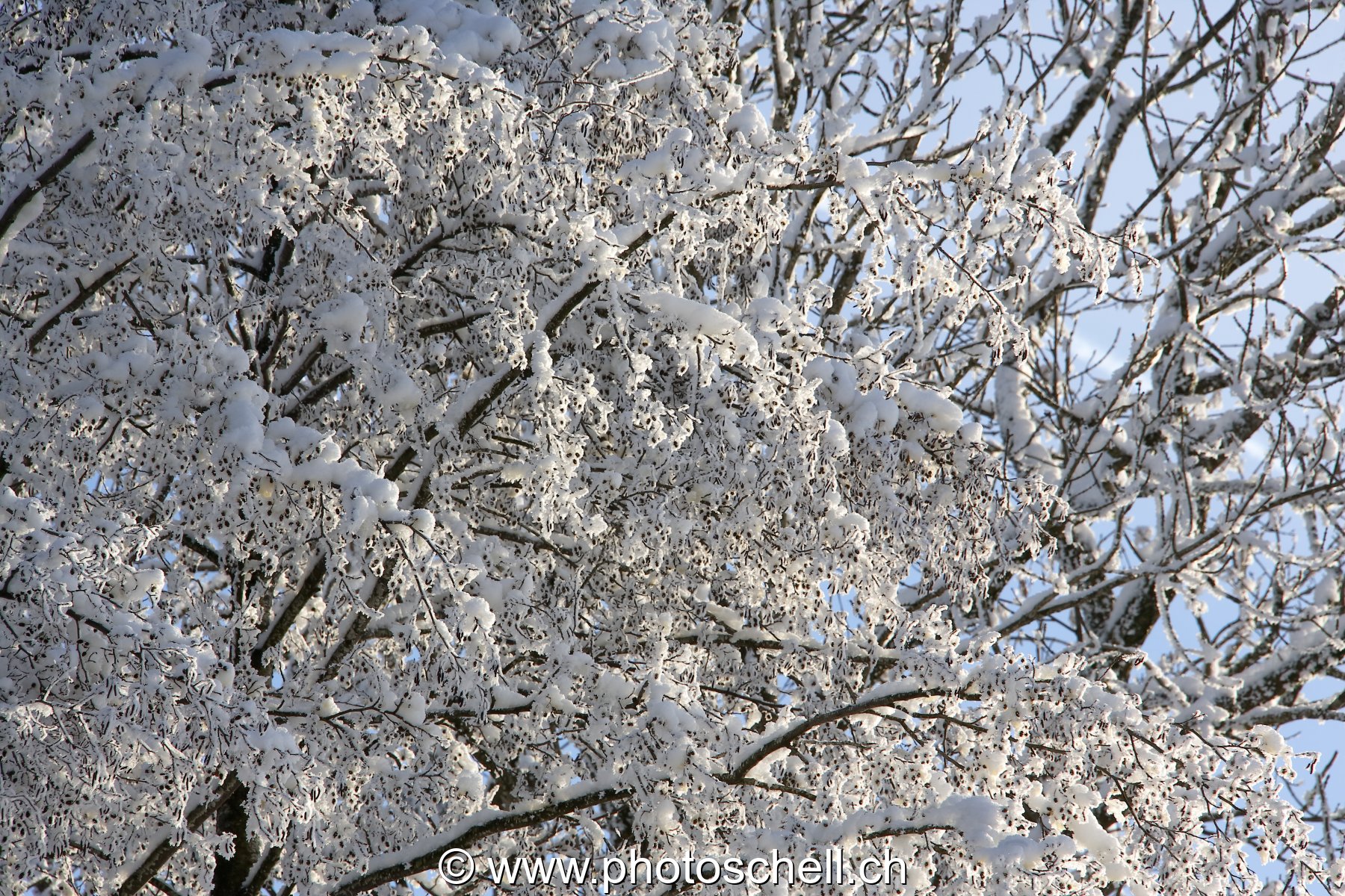 Branches enneigées