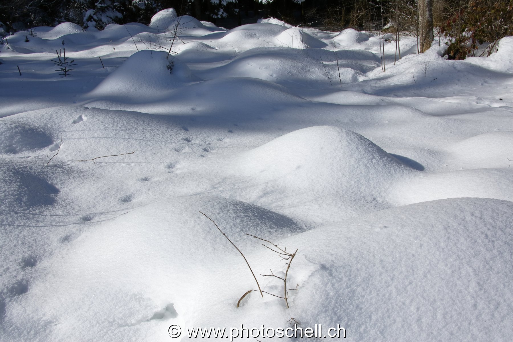 Neige de printemps