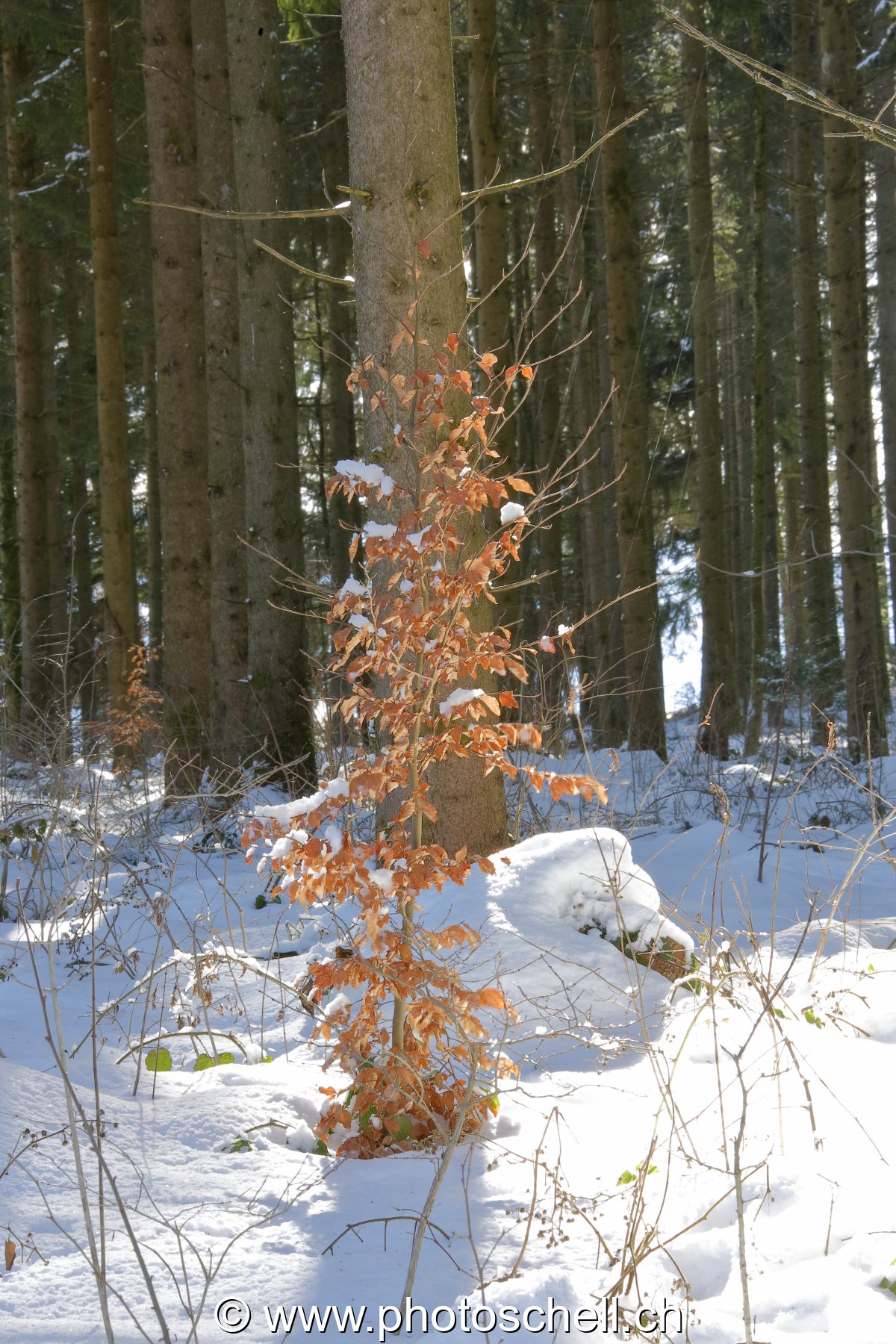Neige de printemps