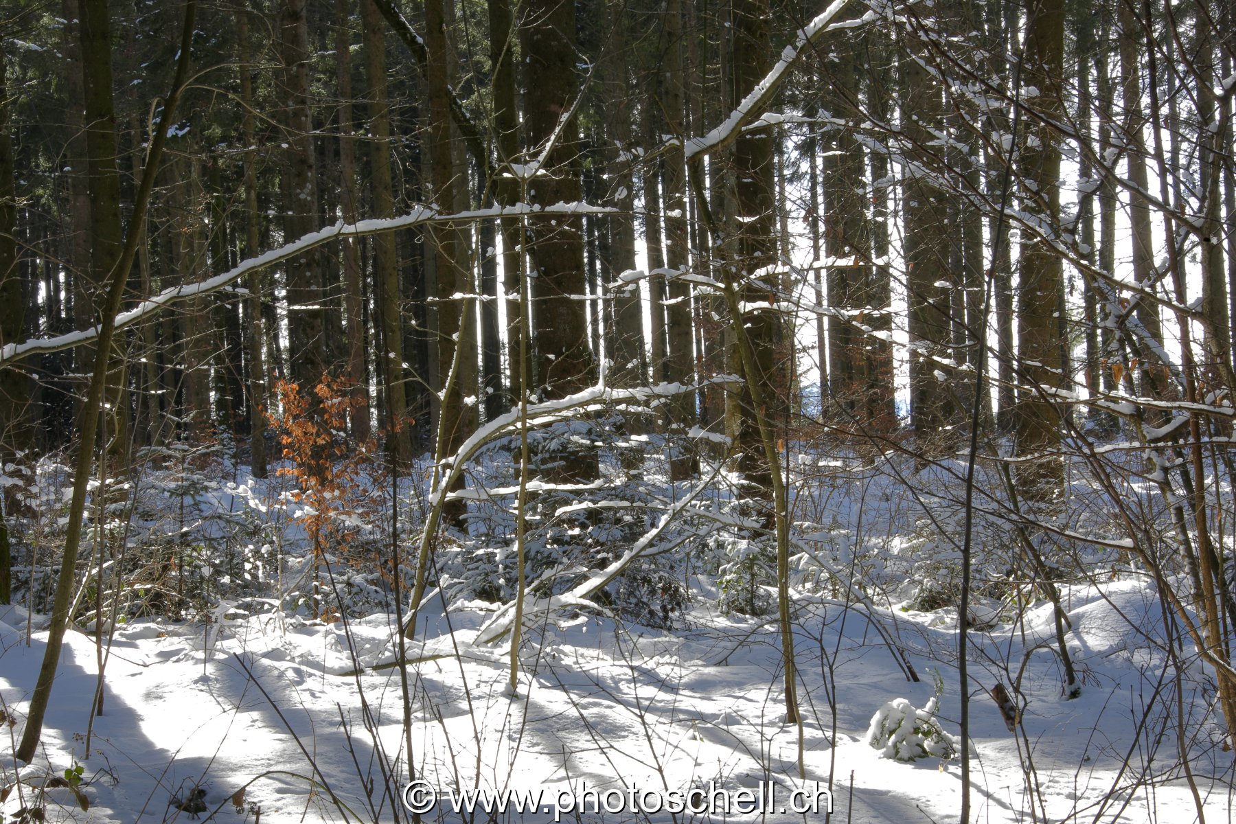 Forêt enneigée