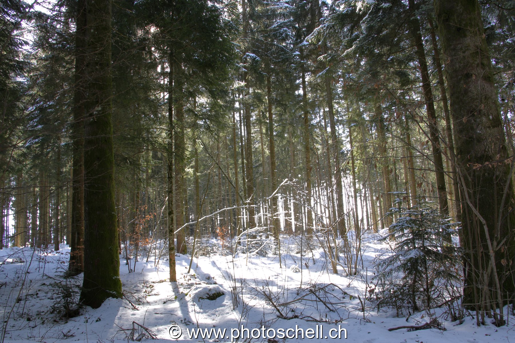 Forêt enneigée
