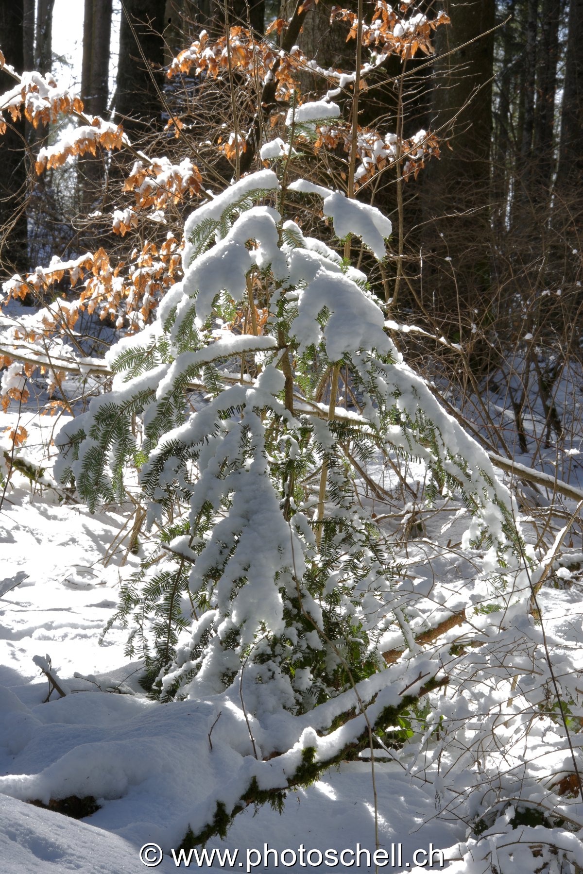 Forêt enneigée
