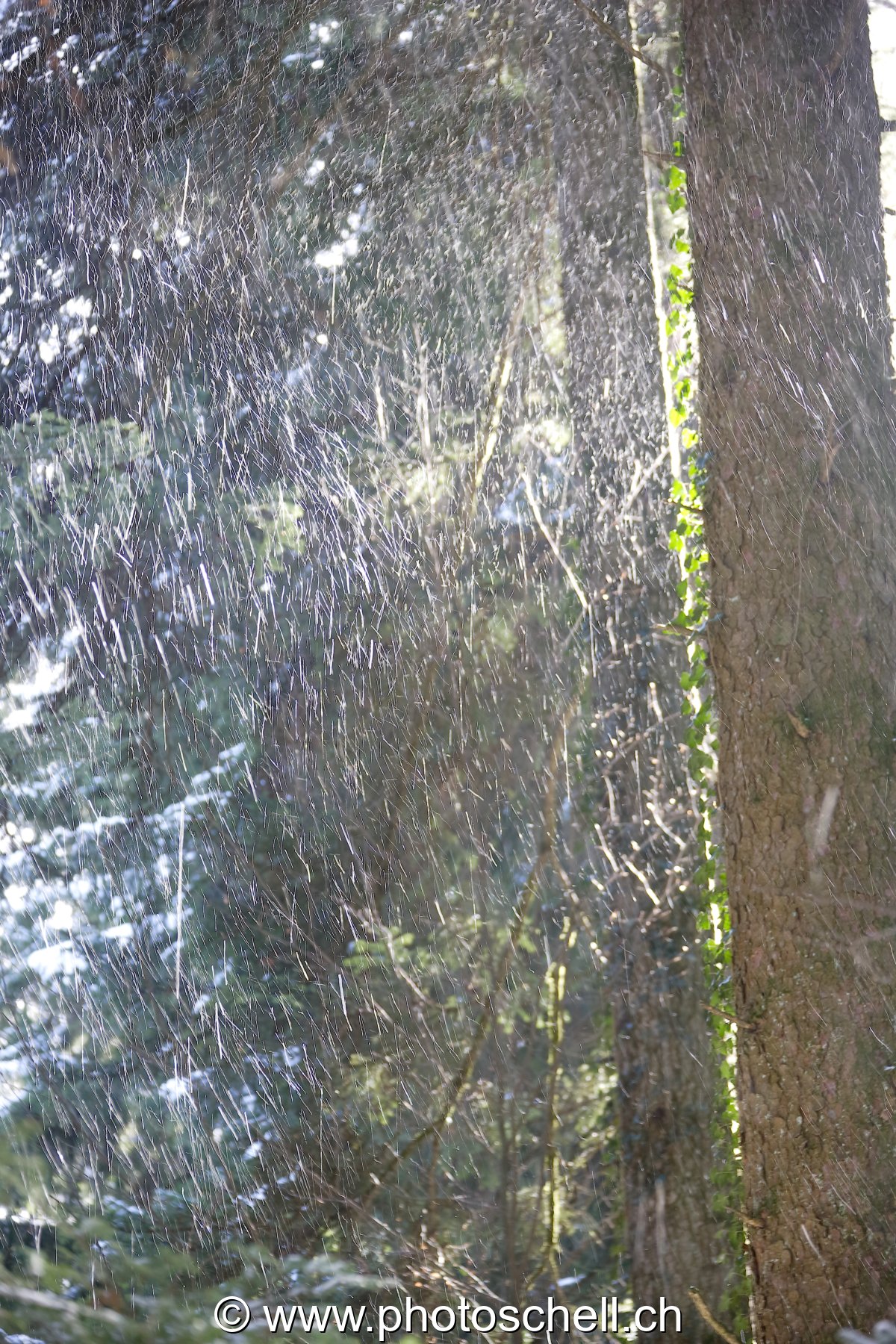 Neige tombant en forêt