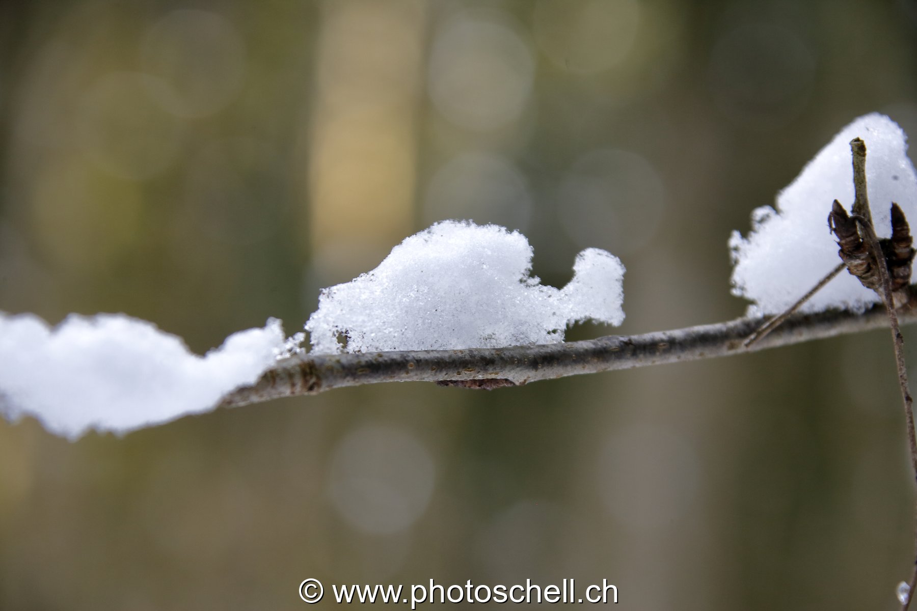 Branches enneigées