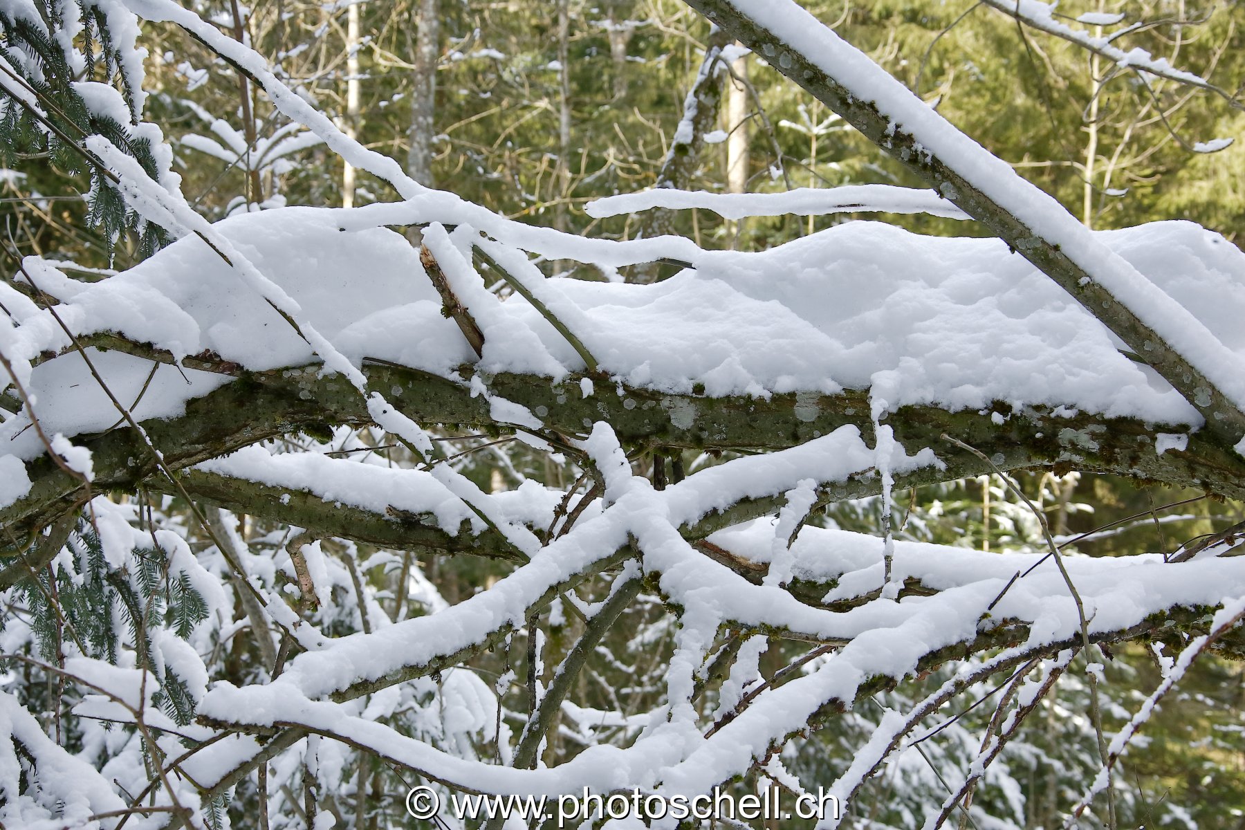 Neige en forêt