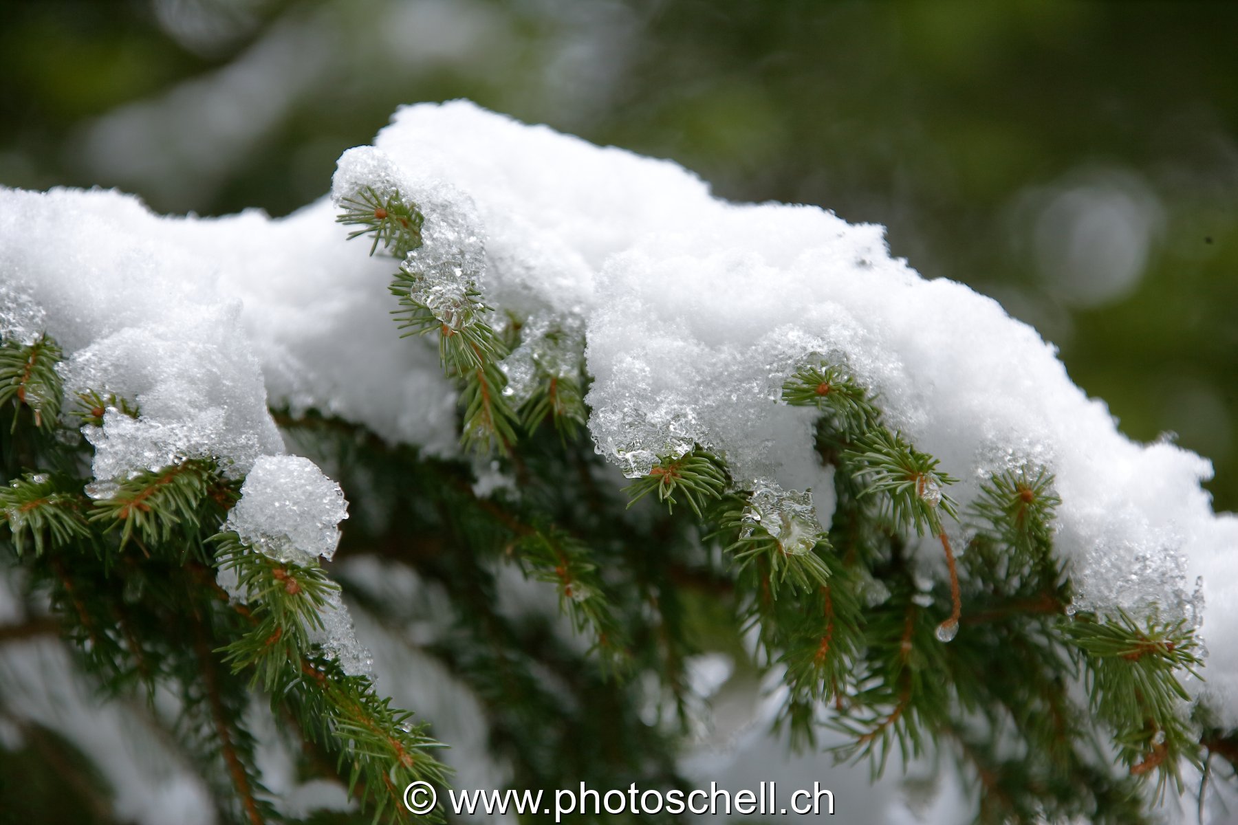 Neige en forêt