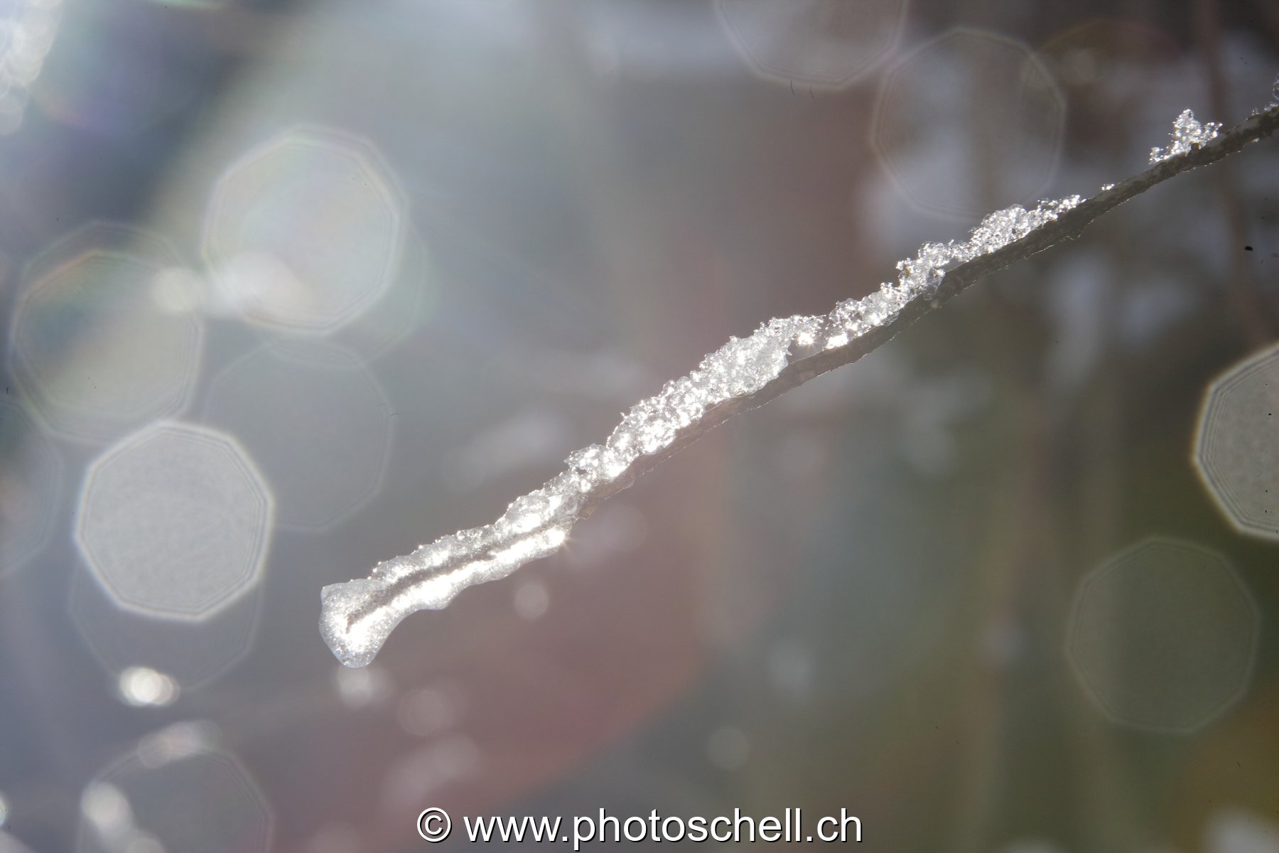 Branche glacée