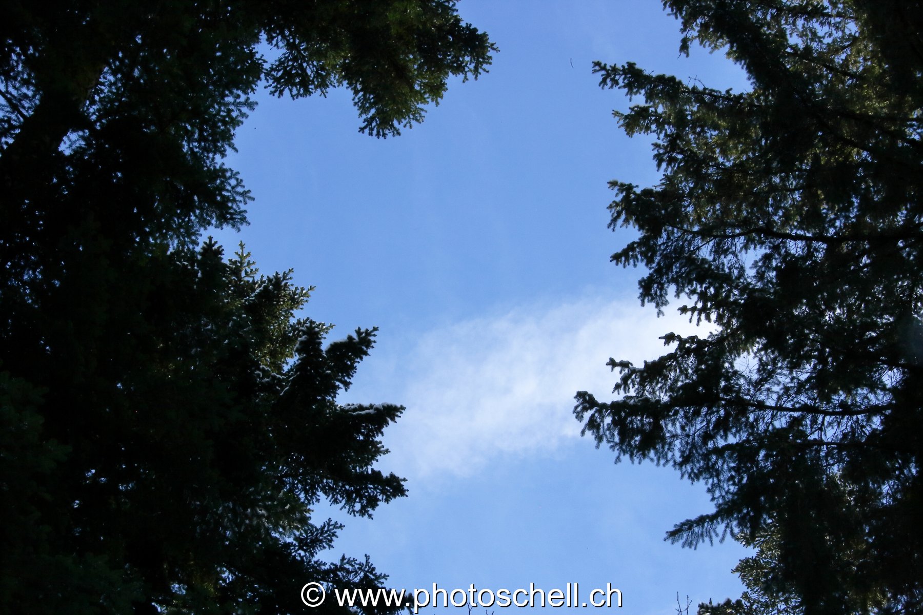 Photo 433