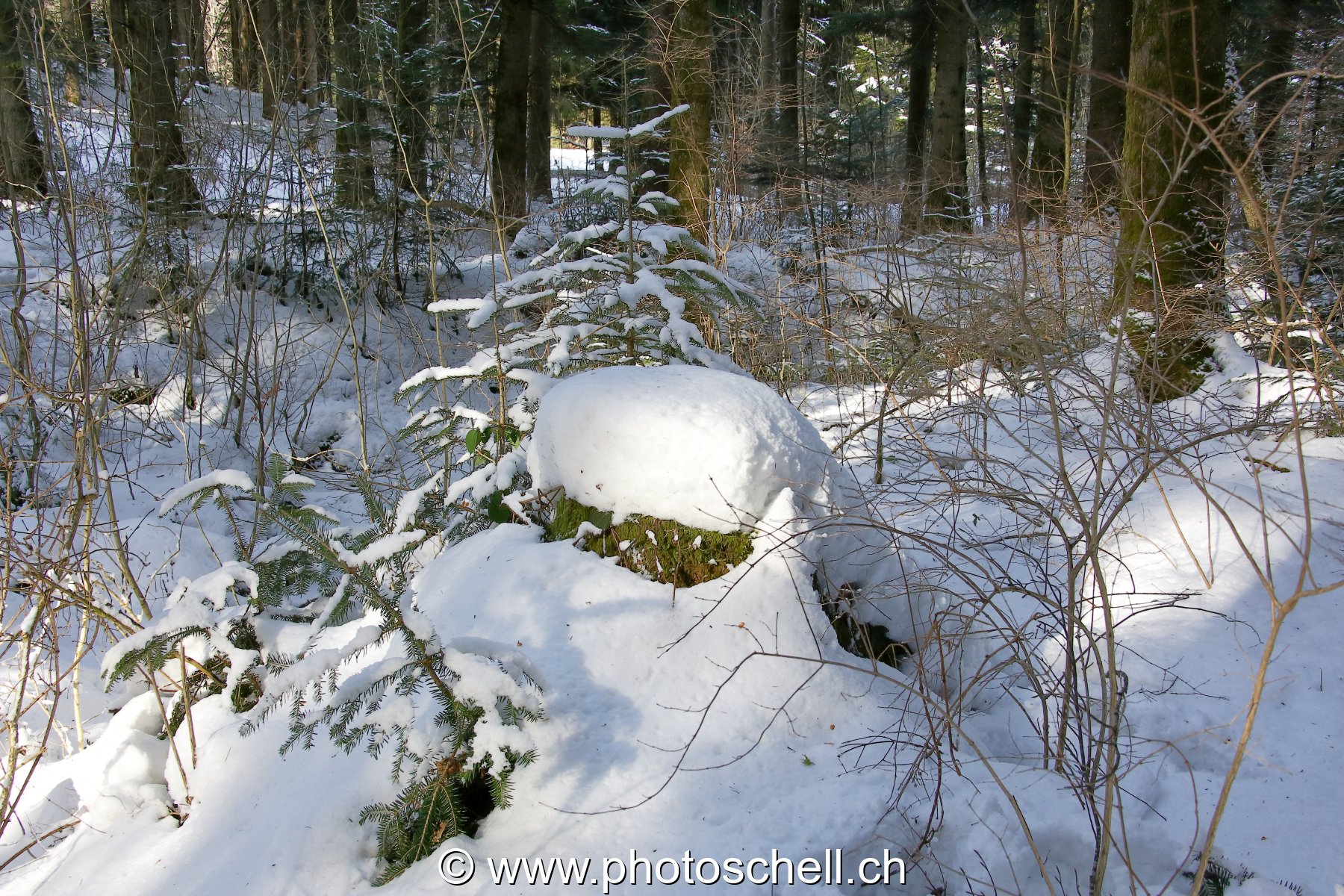 Forêt enneigée
