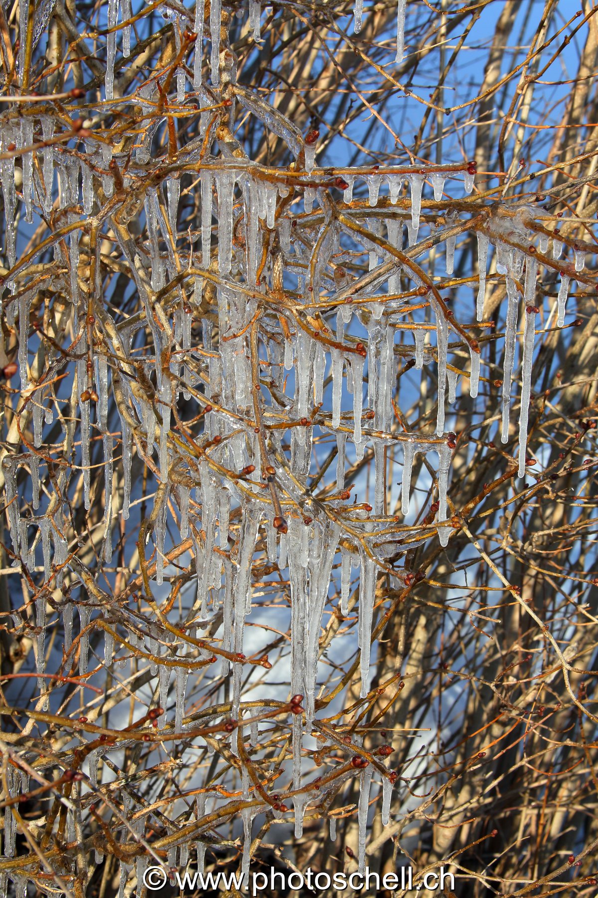 Glaçons dans les branches