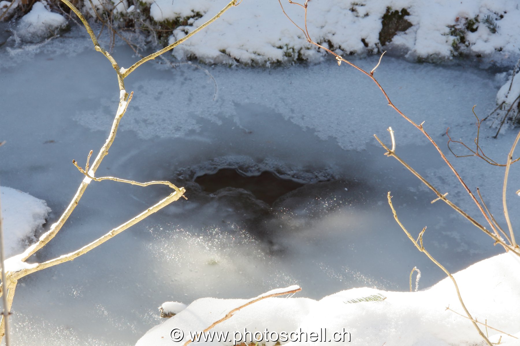 Photo 496
