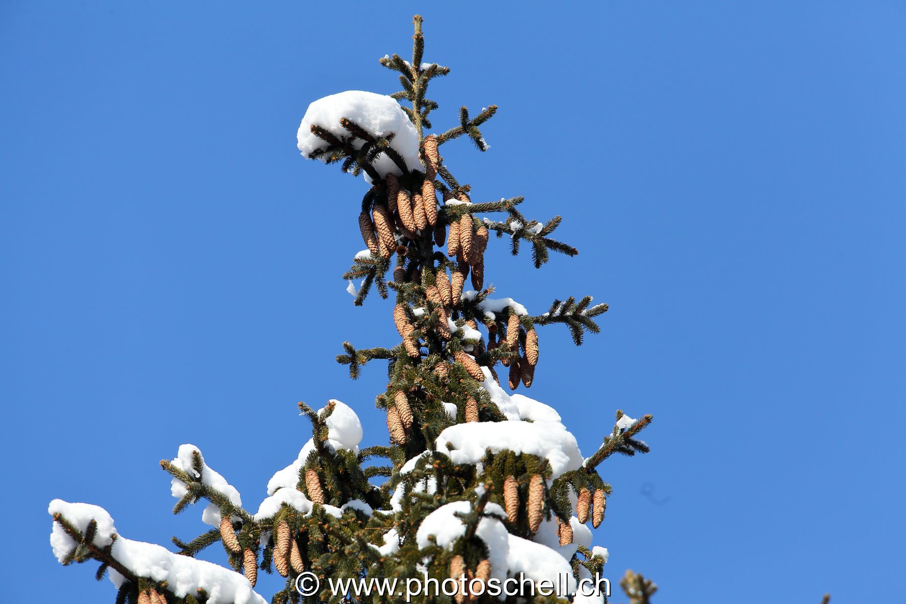 Pommes de pin dans la neige