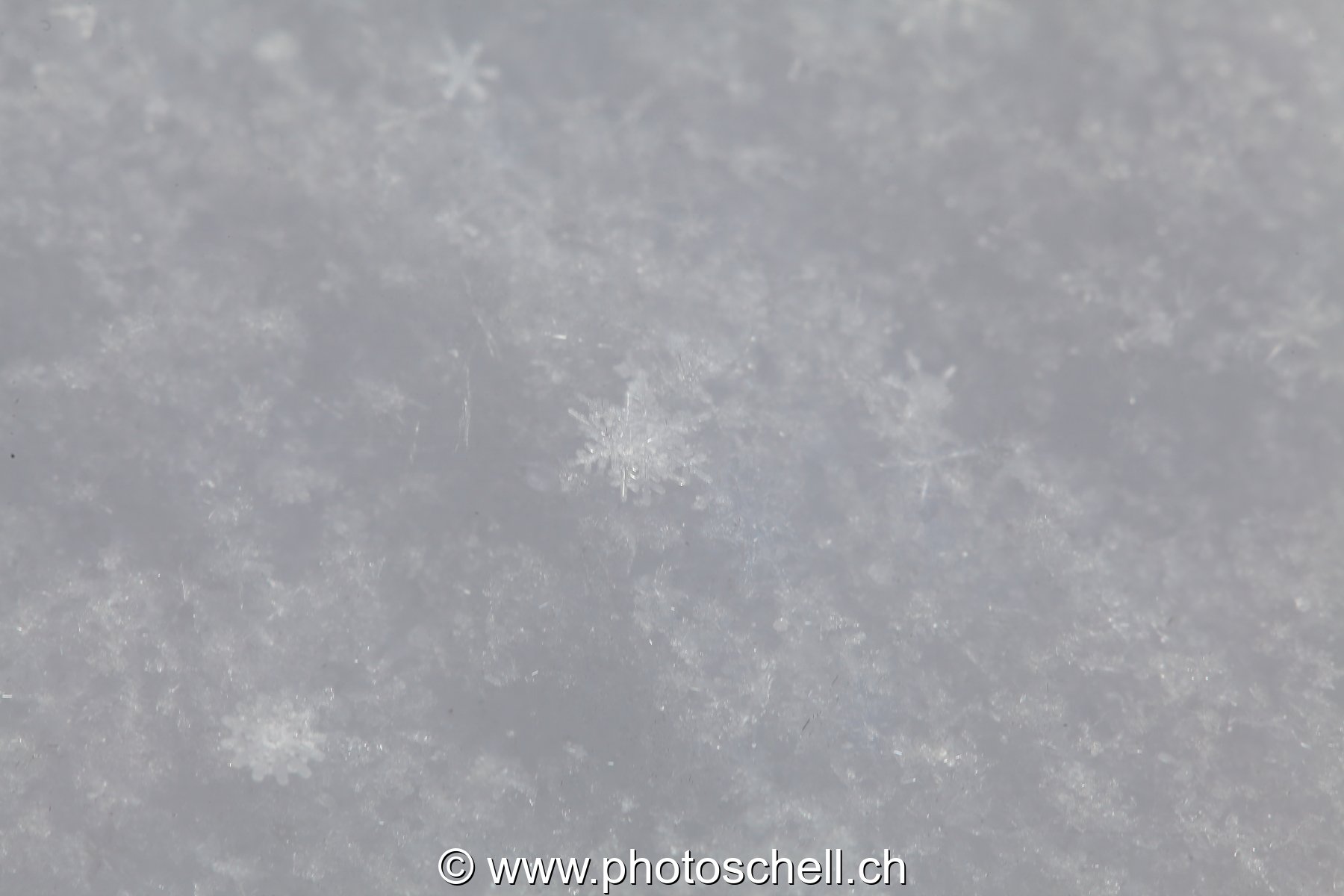 Flocon de neige