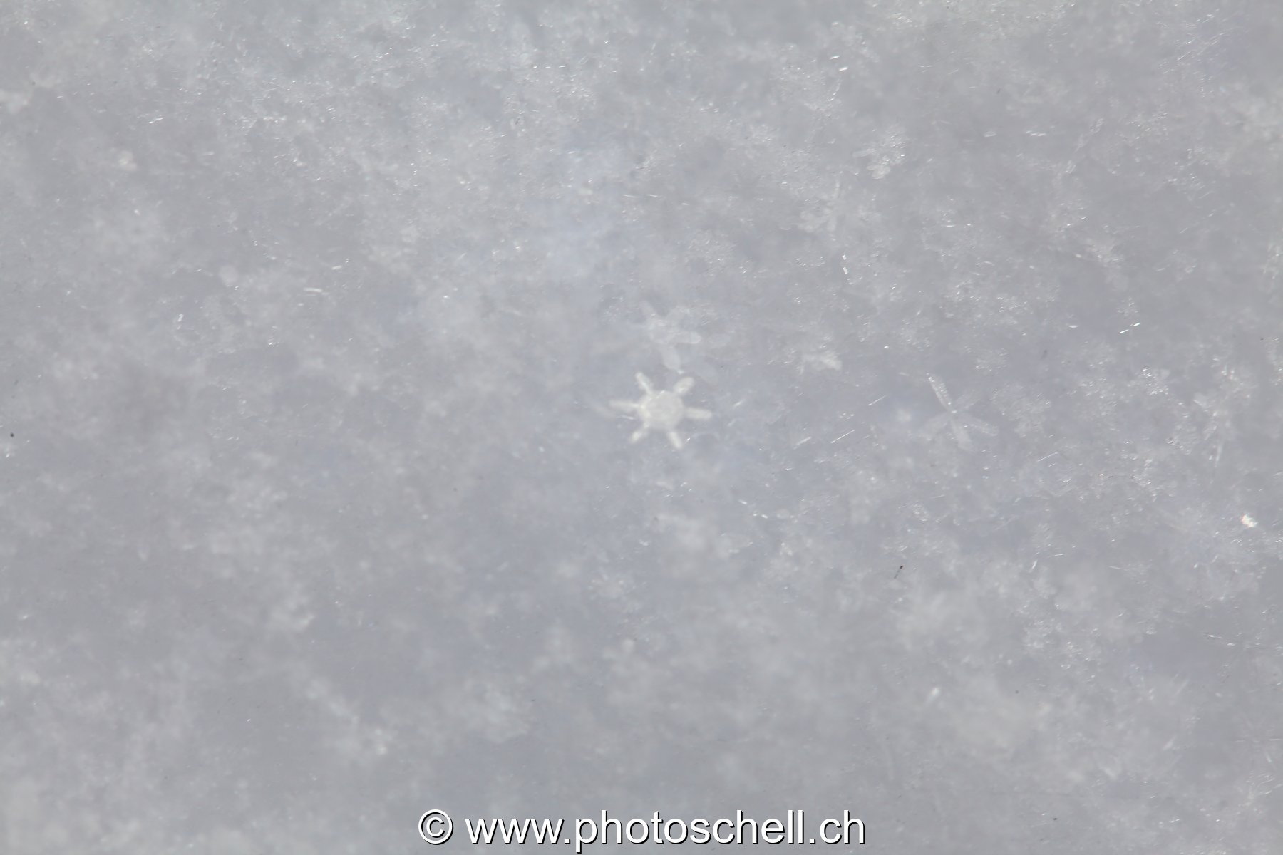 Flocon de neige