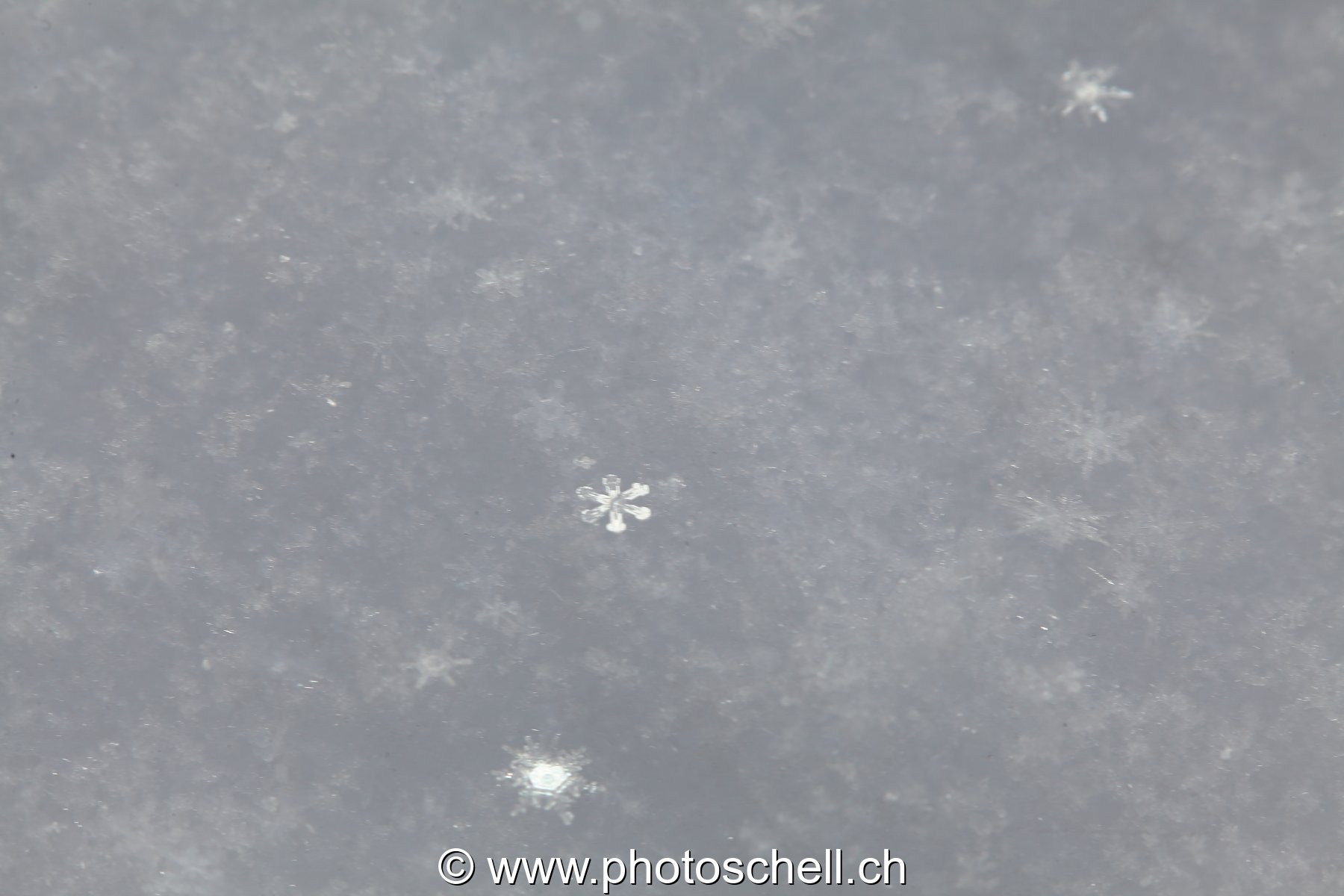 Flocon de neige