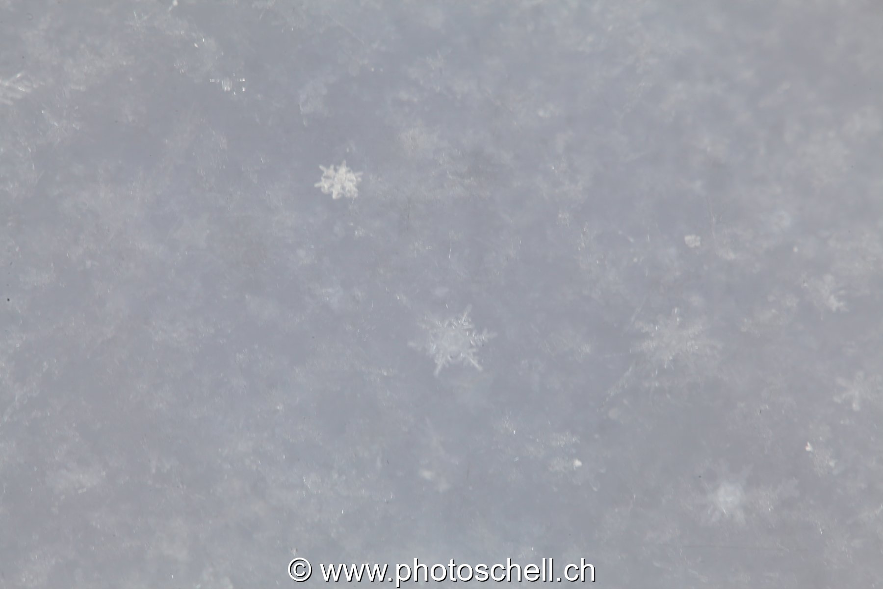 Flocon de neige