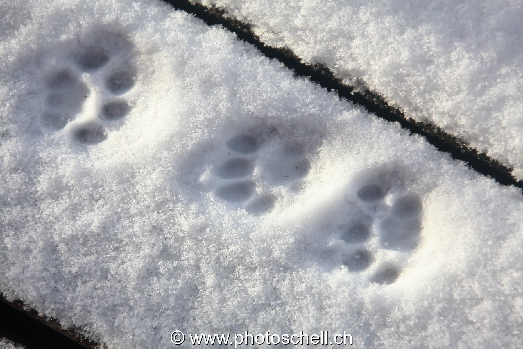 Tarces de pattes de chats dans la neige