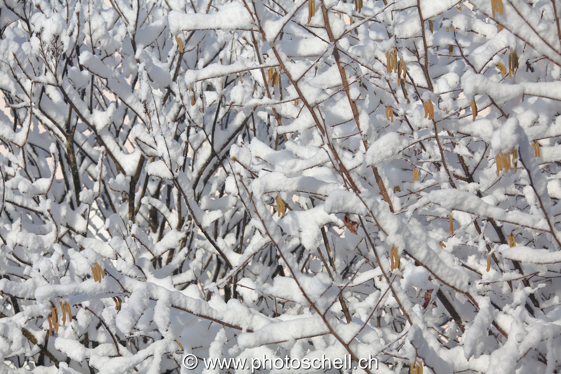 Branches enneigées