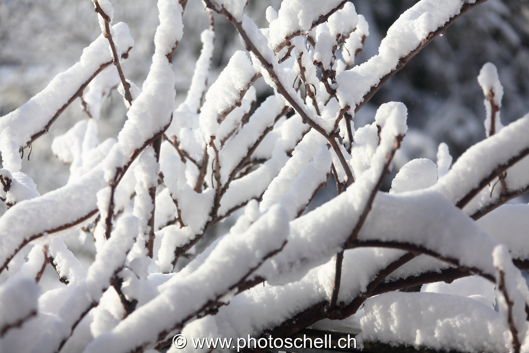 Branches enneigées