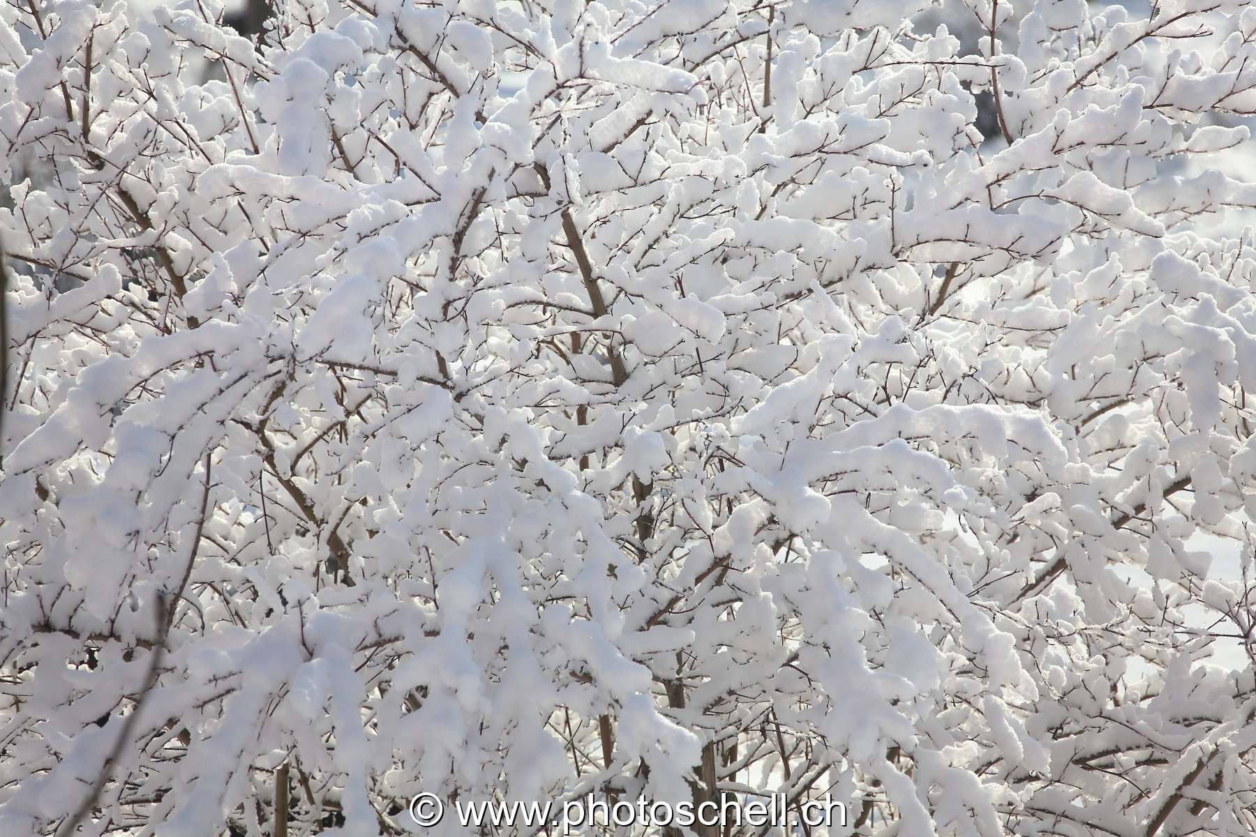 Branches enneigées