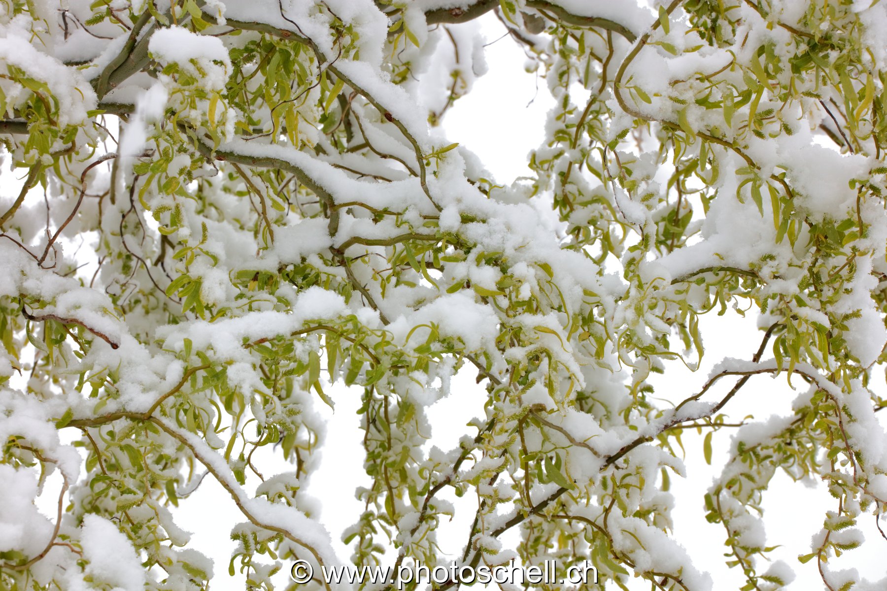 Branches enneigées