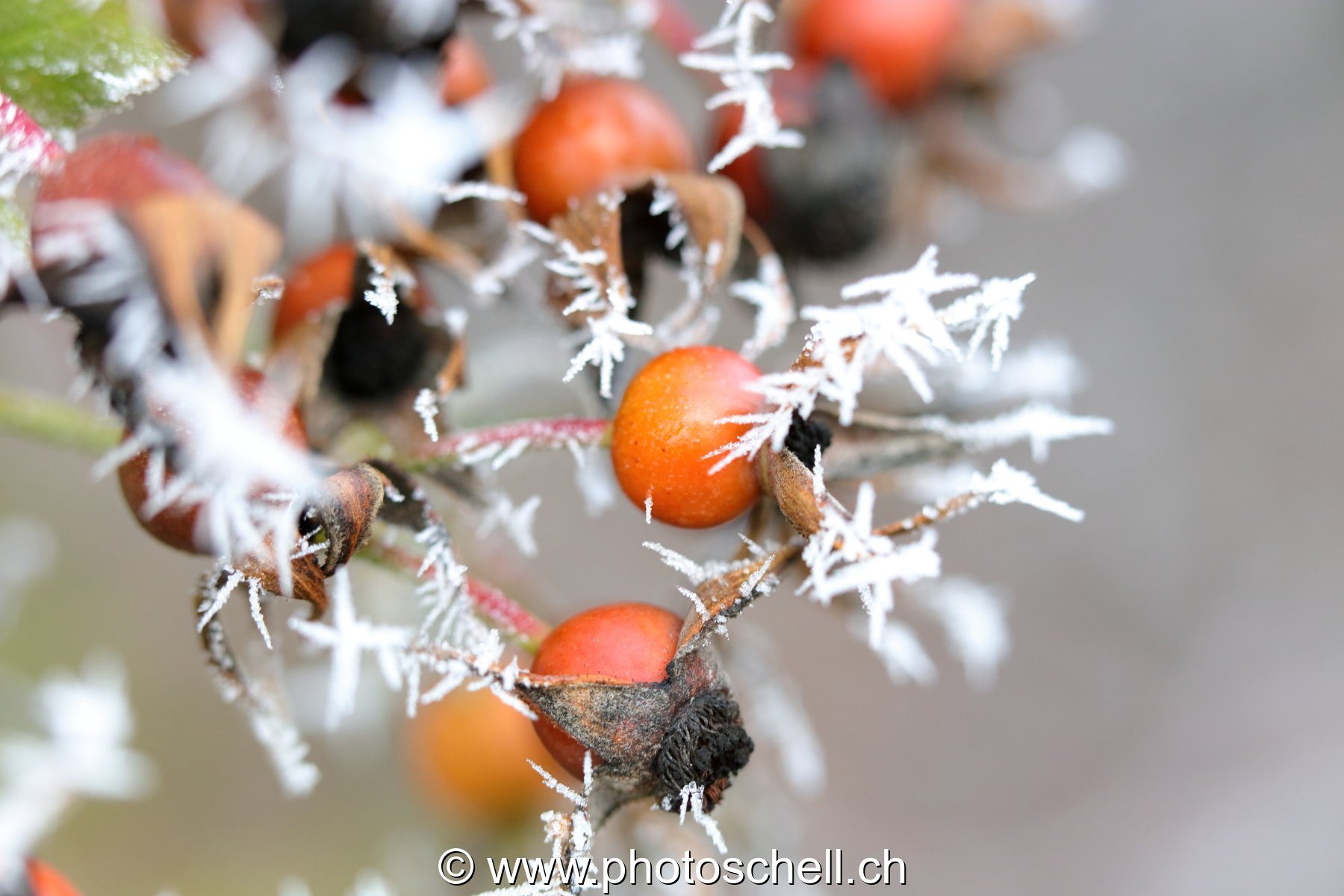 Givre
