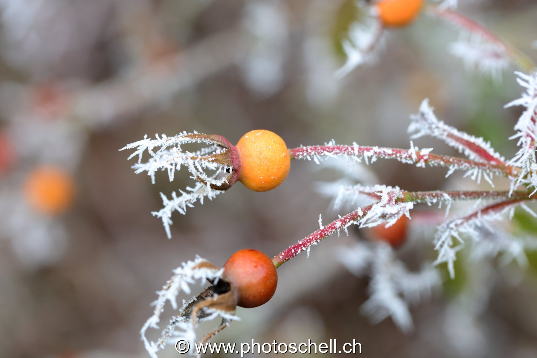Givre
