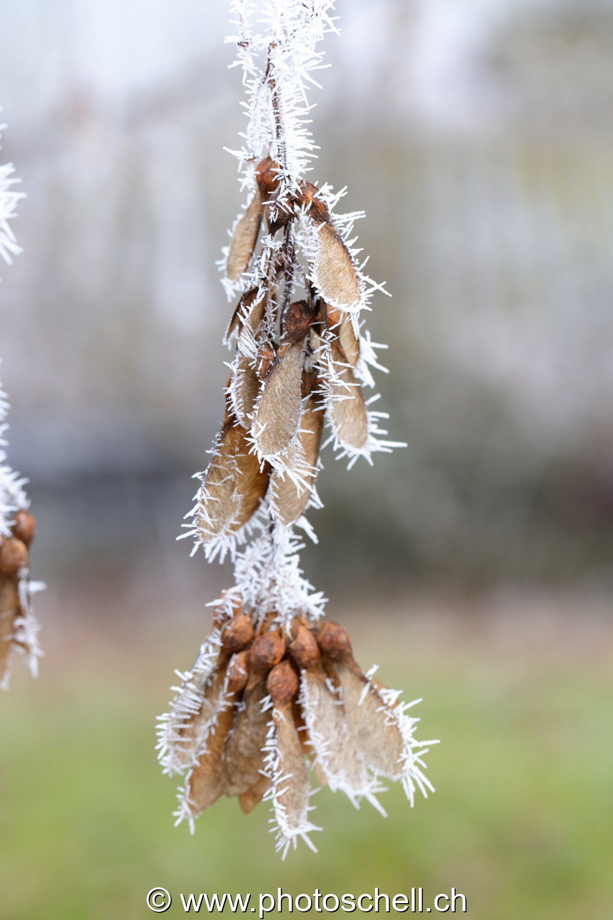 Givre