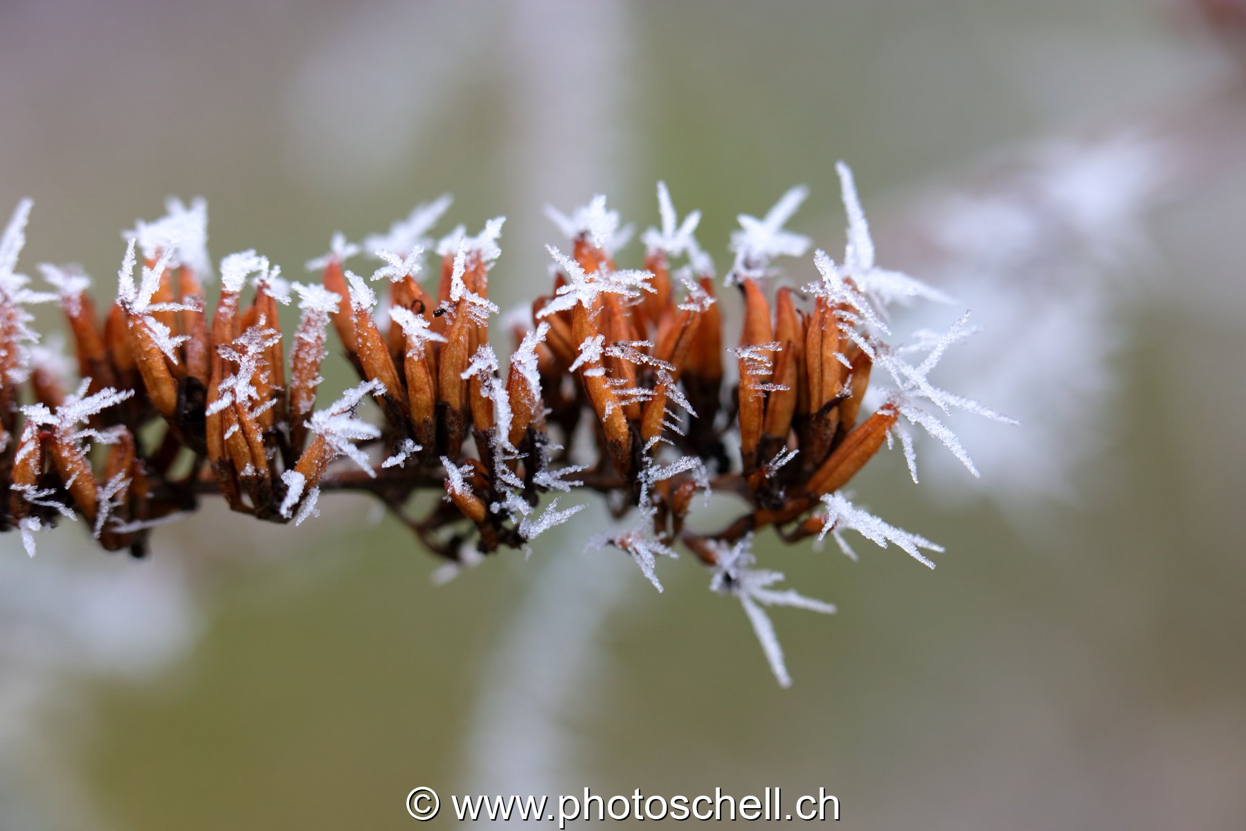 Givre