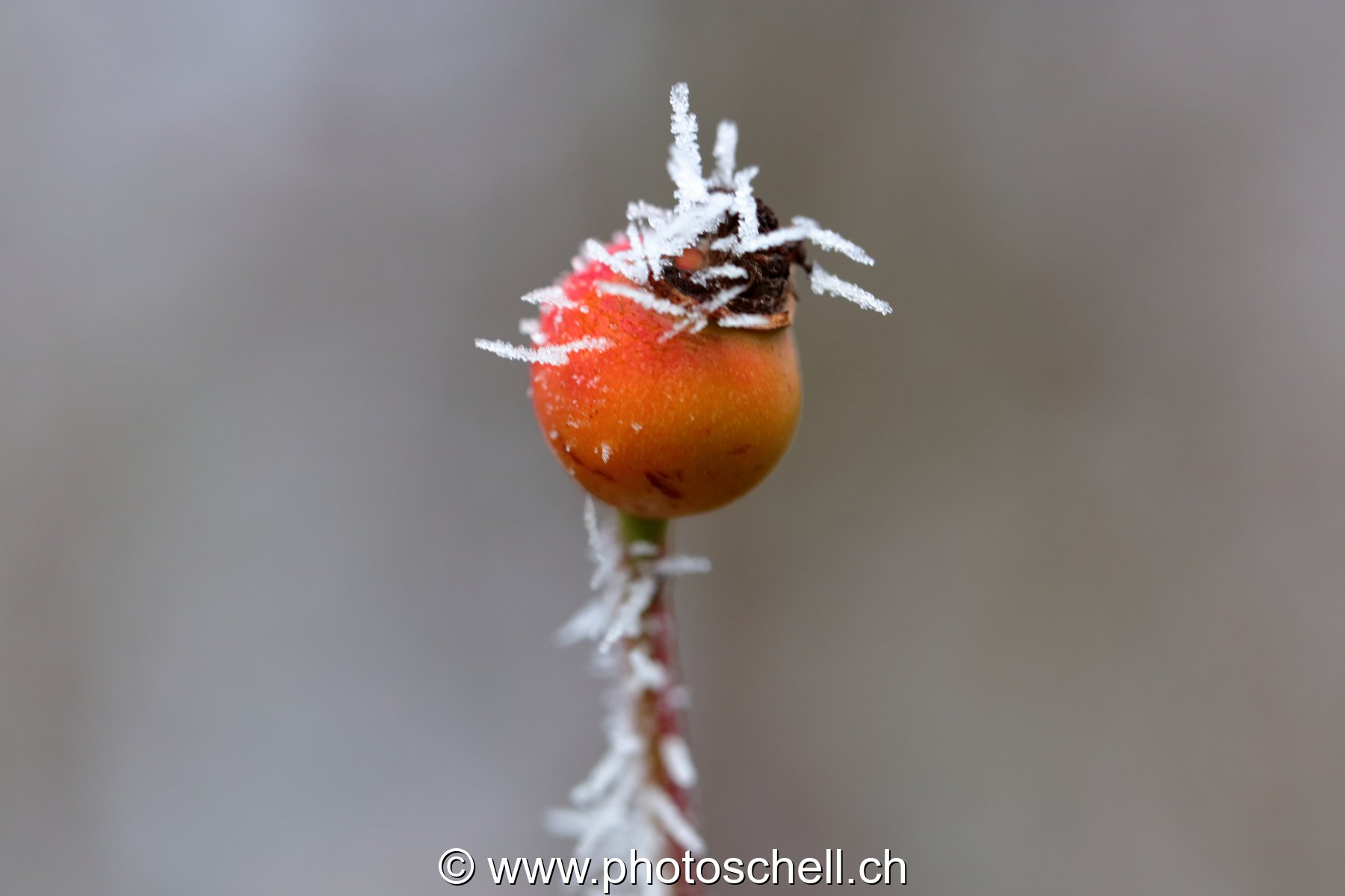 Givre