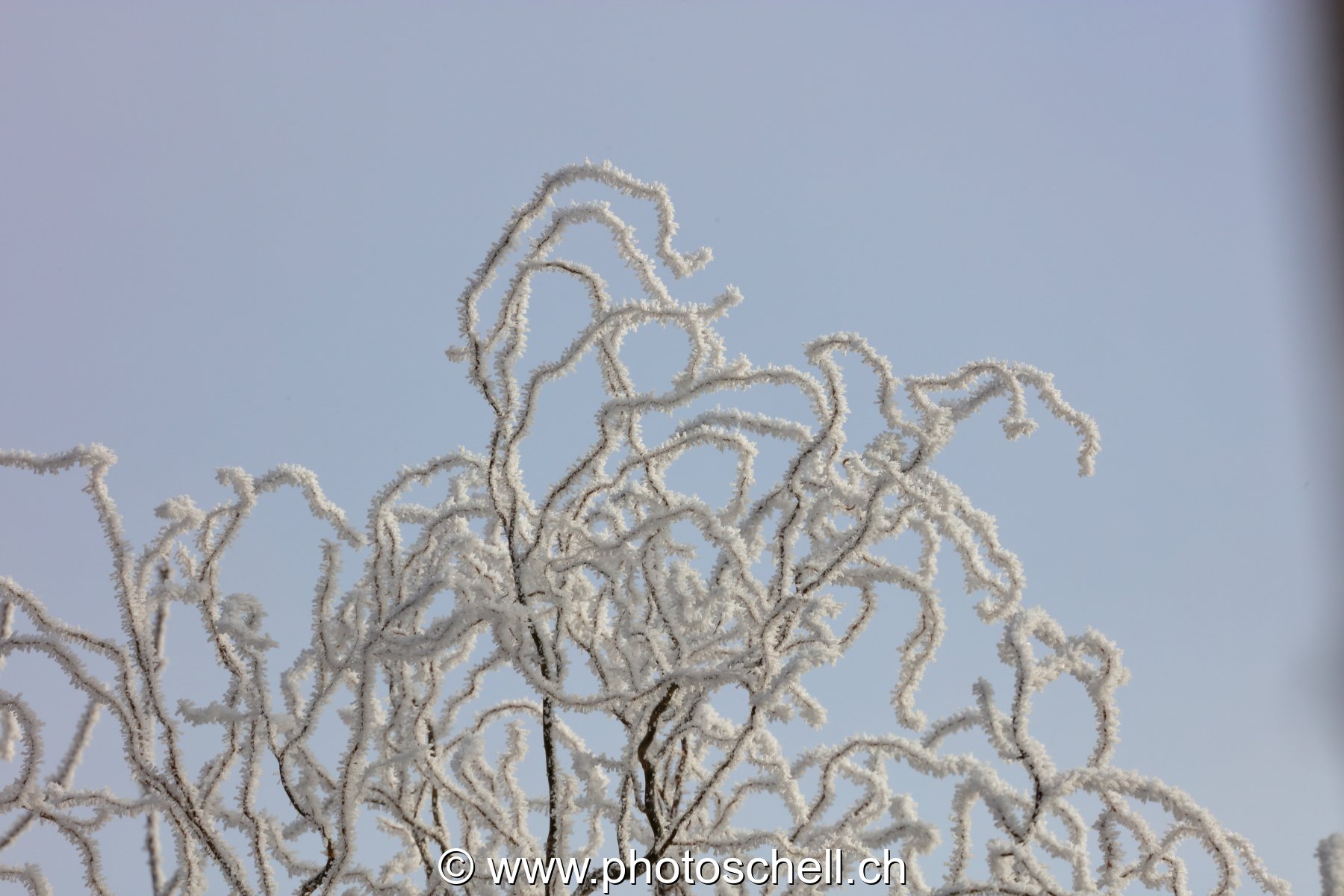 Branches givrées