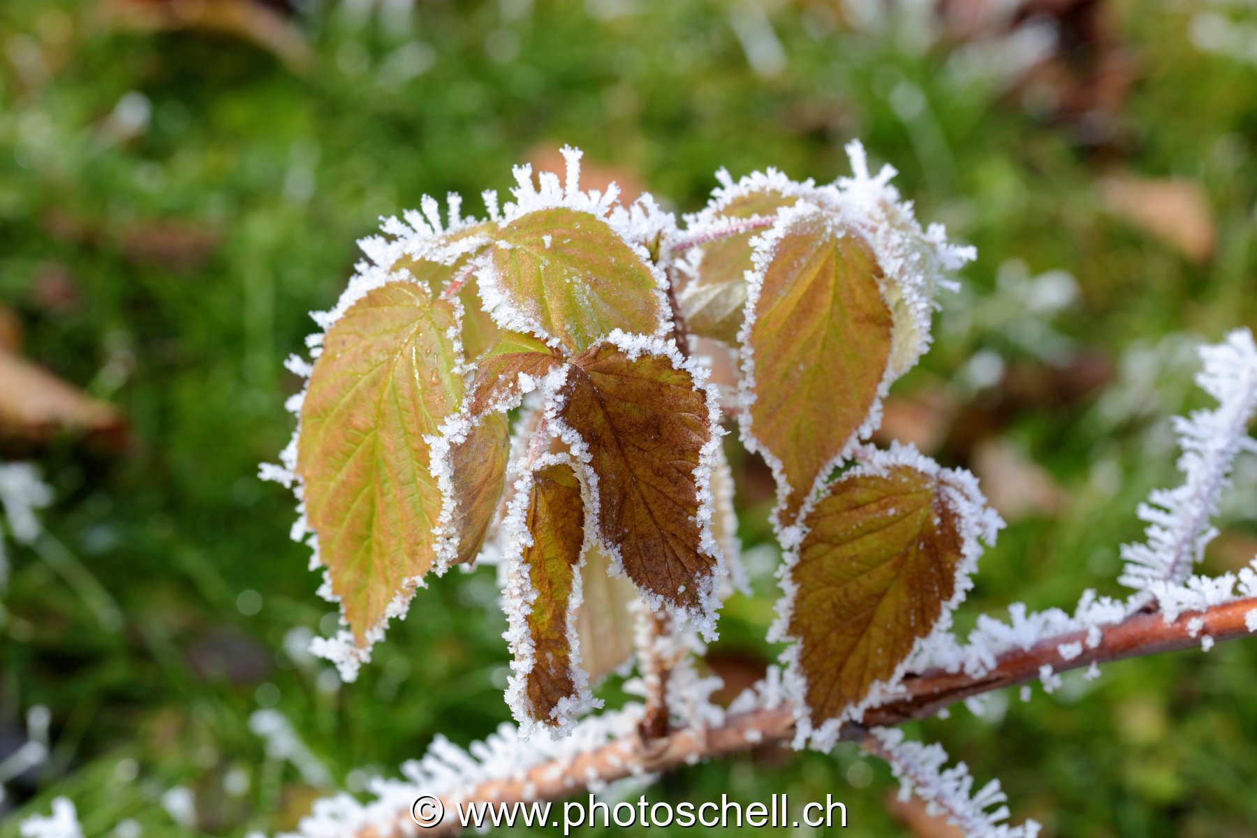 Feuilles de ronces givrées