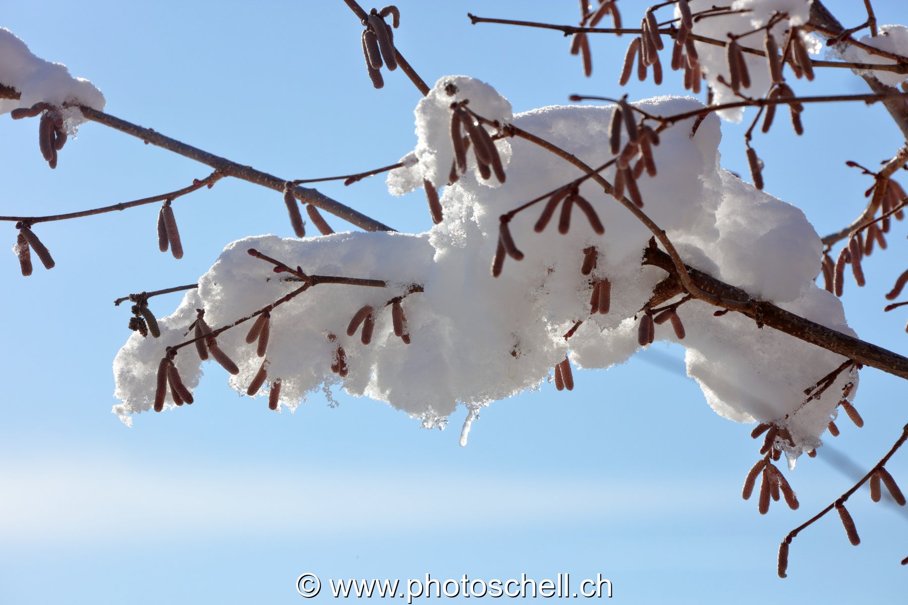 Branche enneigée