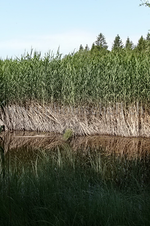 Reflets dans les tourbières