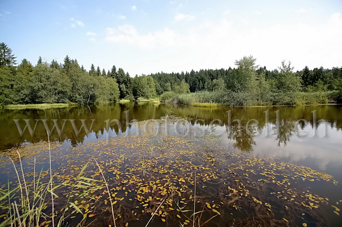 Reflets dans les tourbières