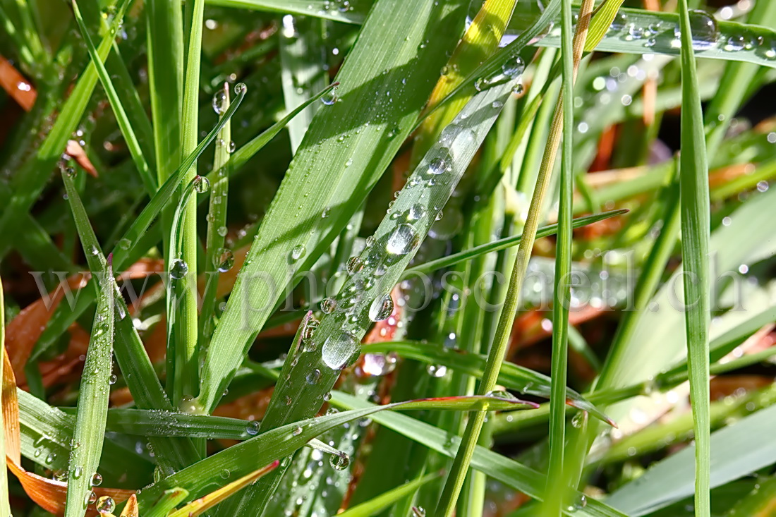 Gouttes d'eau sur l'herbe