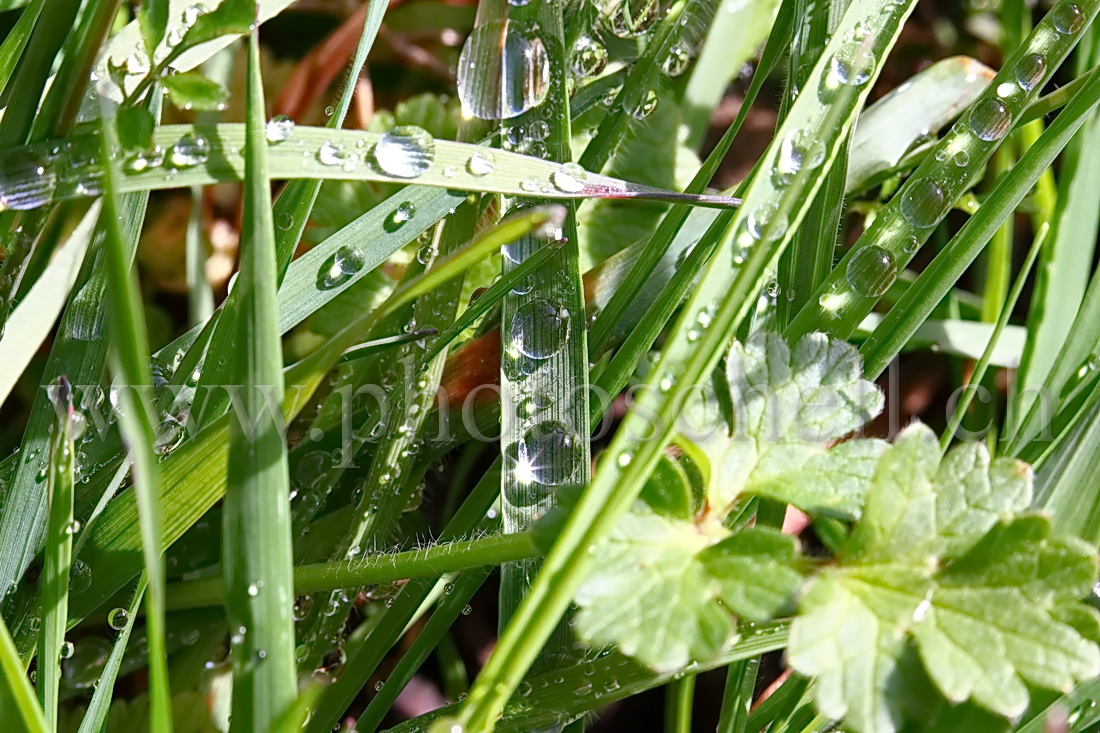 Gouttes d'eau sur l'herbe