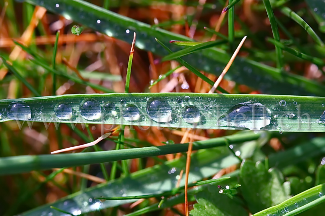 Gouttes d'eau sur l'herbe