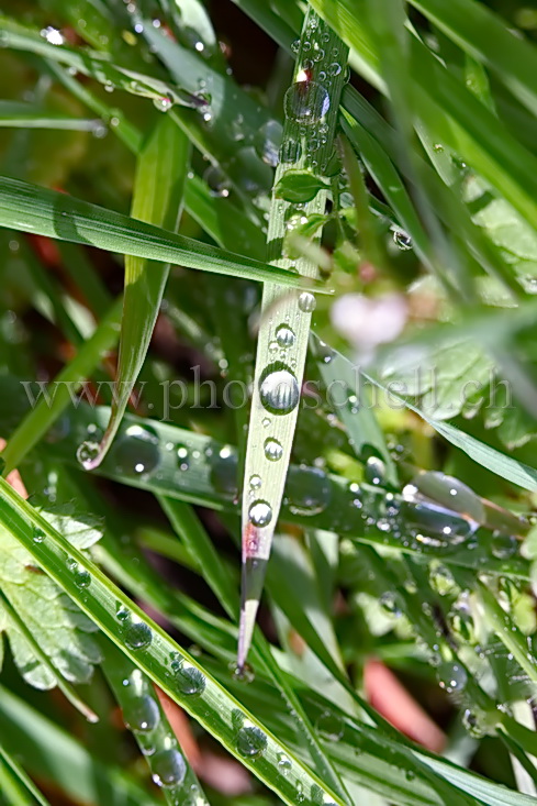 Gouttes d'eau sur l'herbe