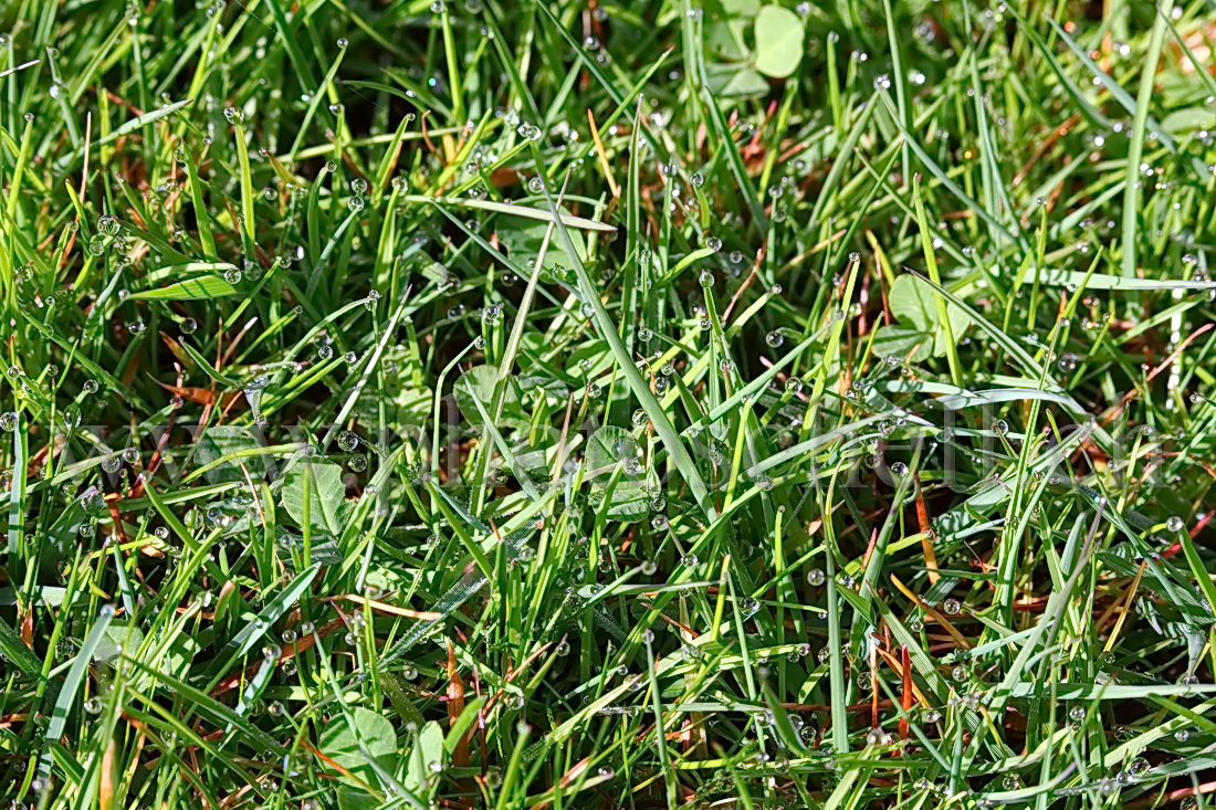 Gouttes d'eau sur l'herbe