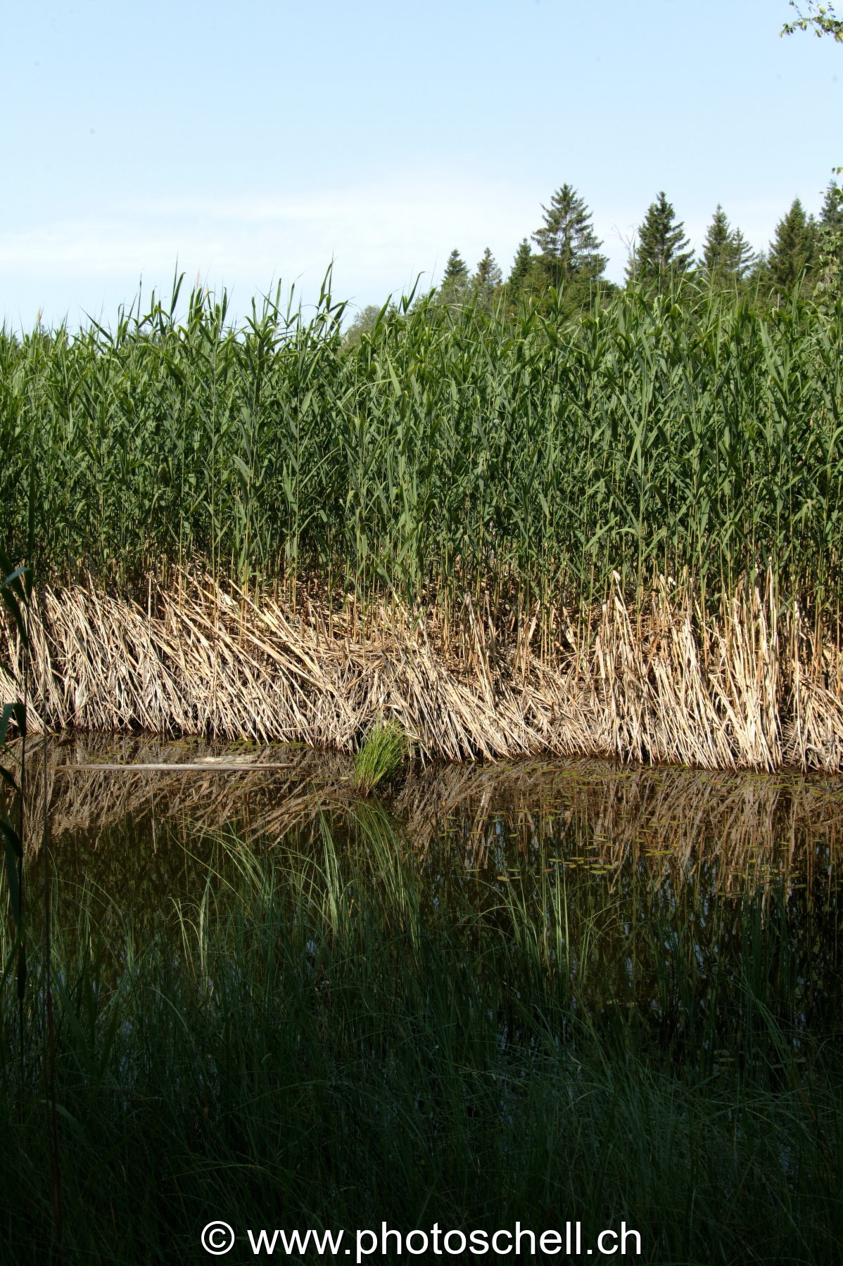 Reflets dans les tourbières