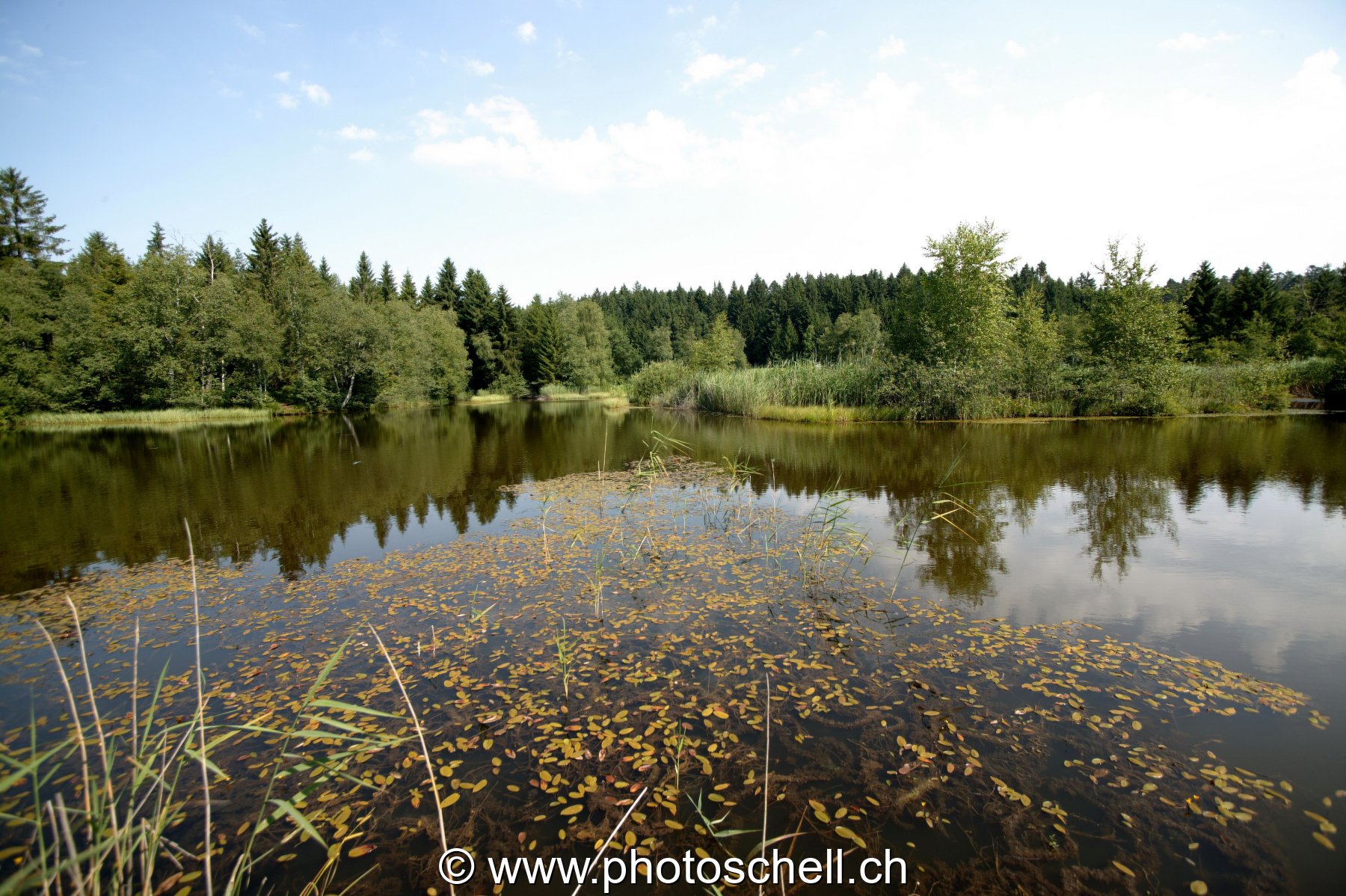 Reflets dans les tourbières