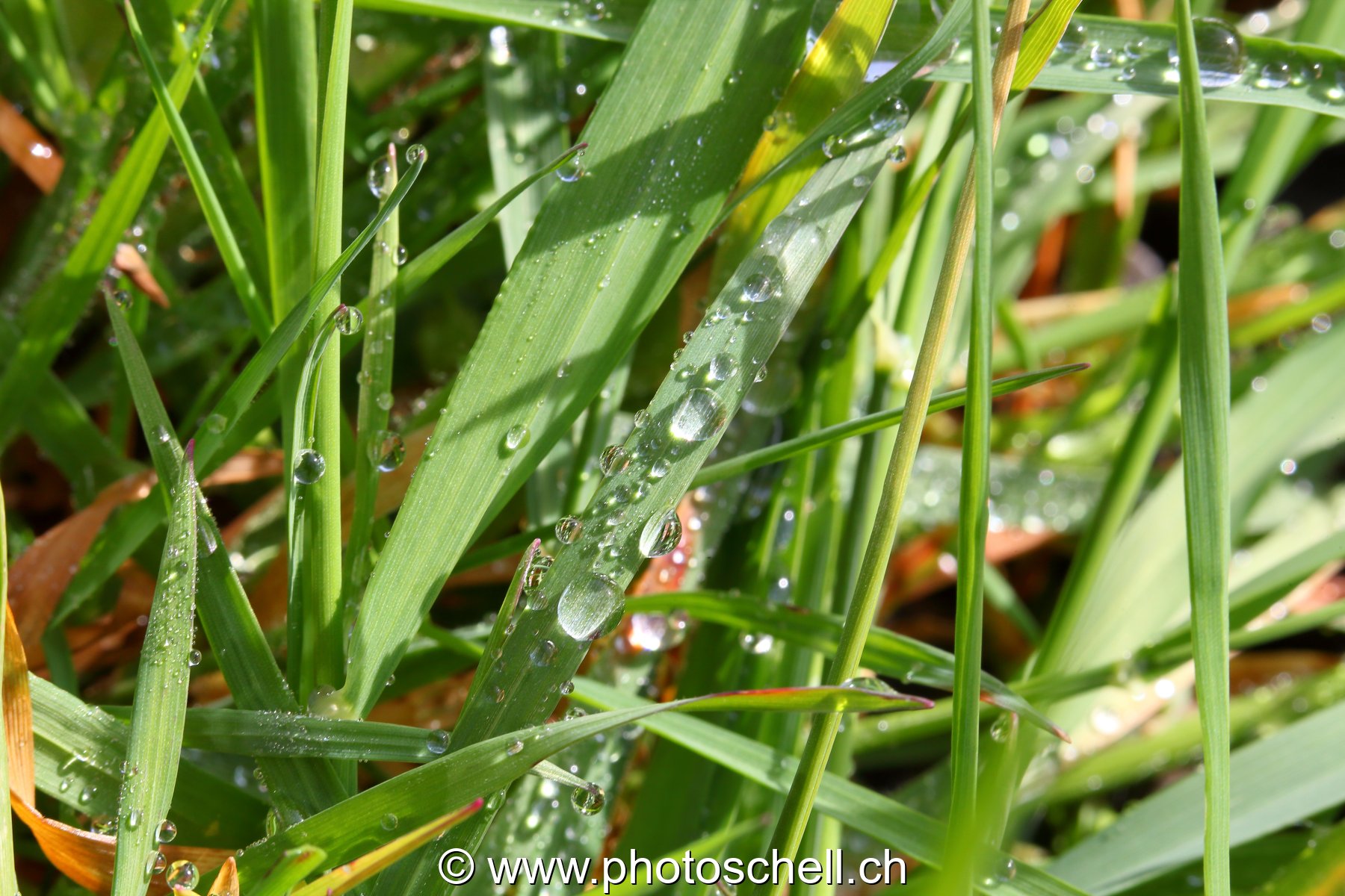 Photo 44