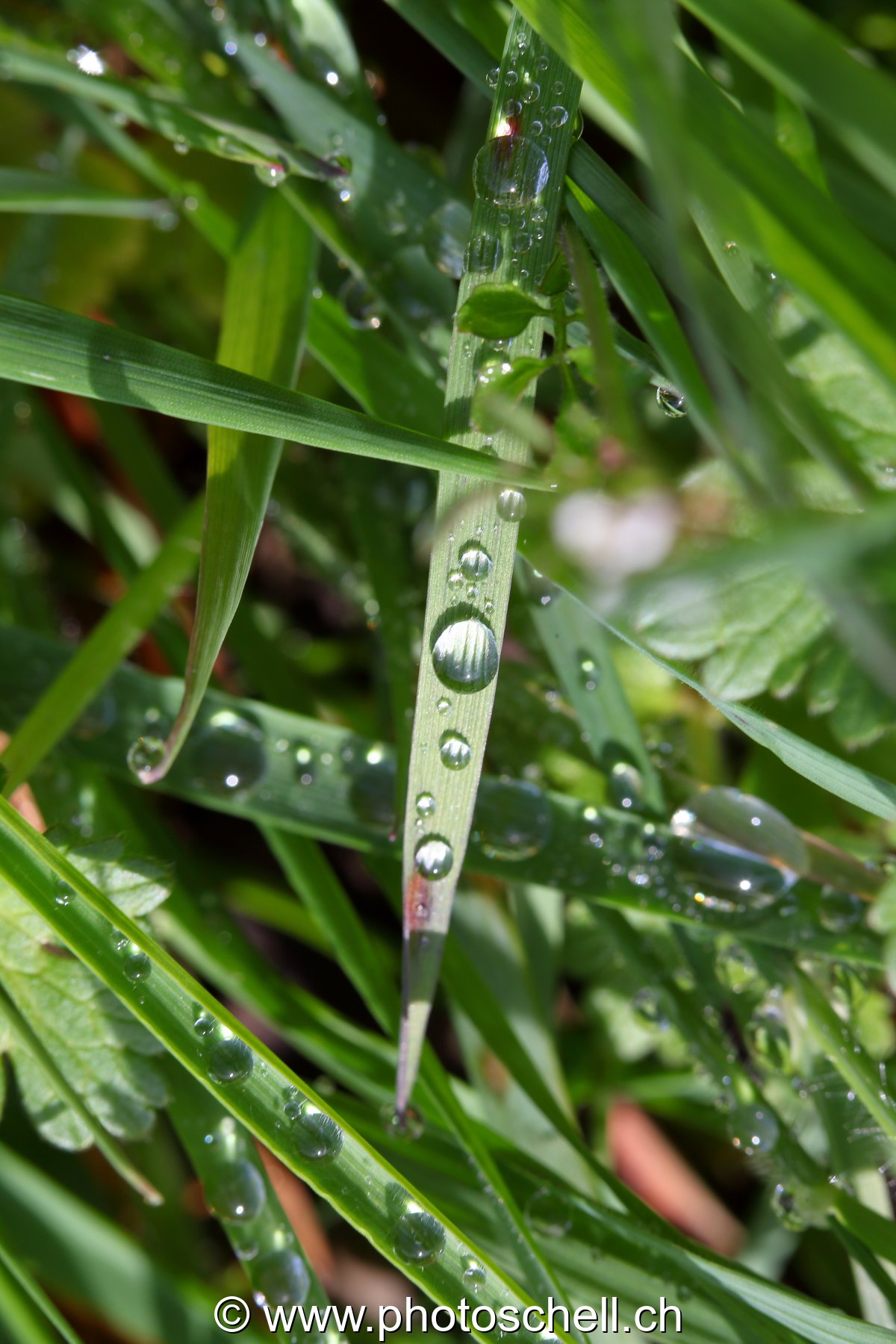 Gouttes d'eau sur l'herbe