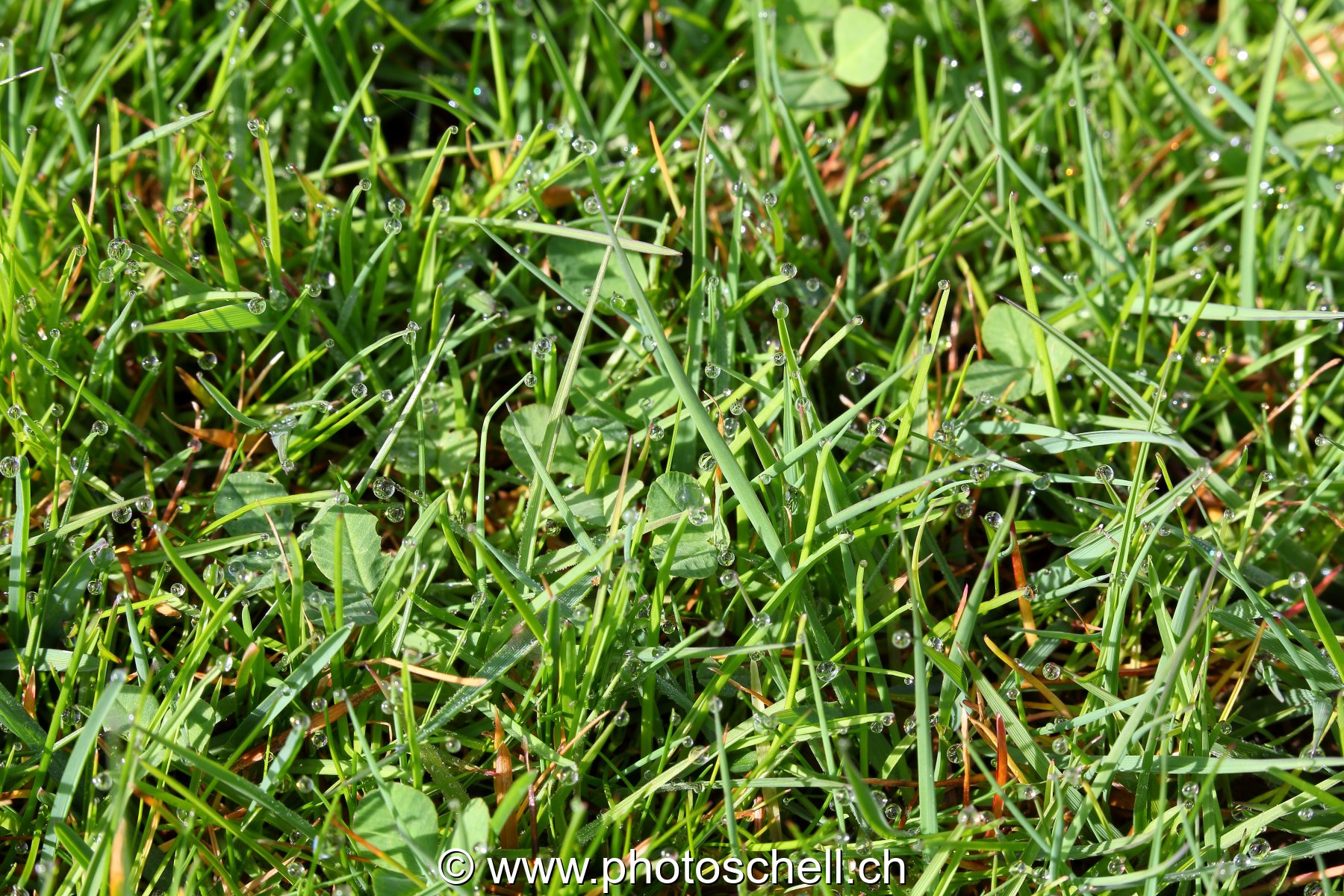 Gouttes d'eau sur l'herbe